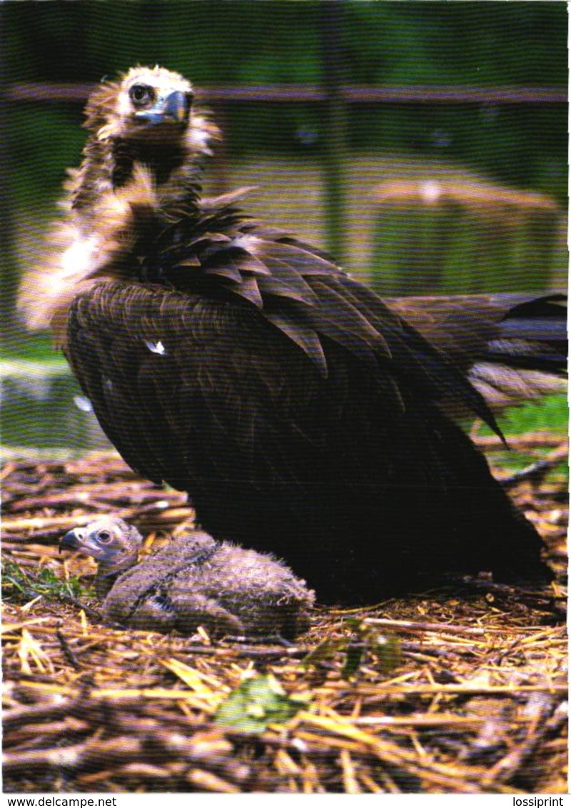 Eagle, Black Vulture, Aegypius Monachus - Oiseaux