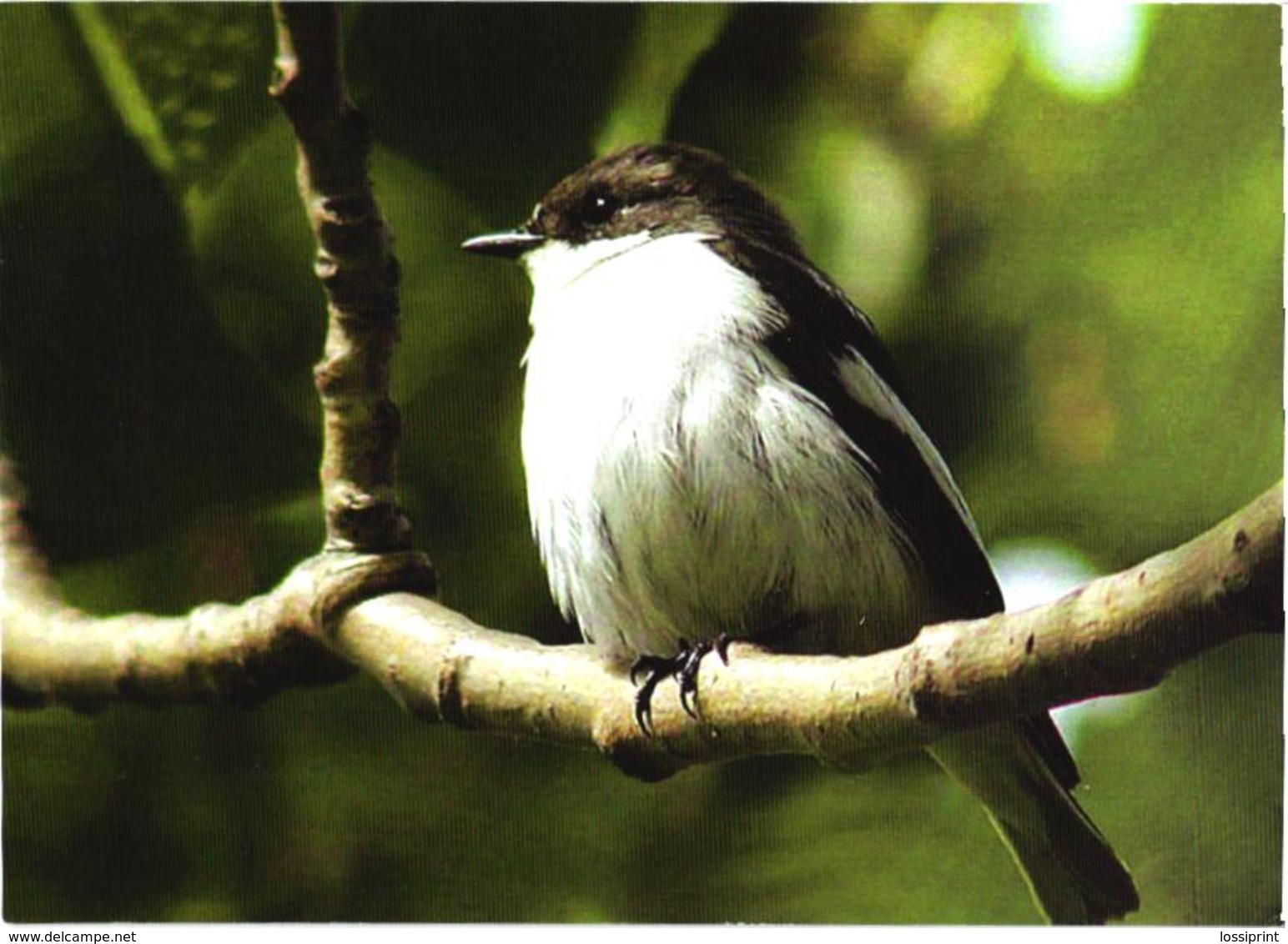 Bird On Tree, Ficedula Hypoleuca - Oiseaux