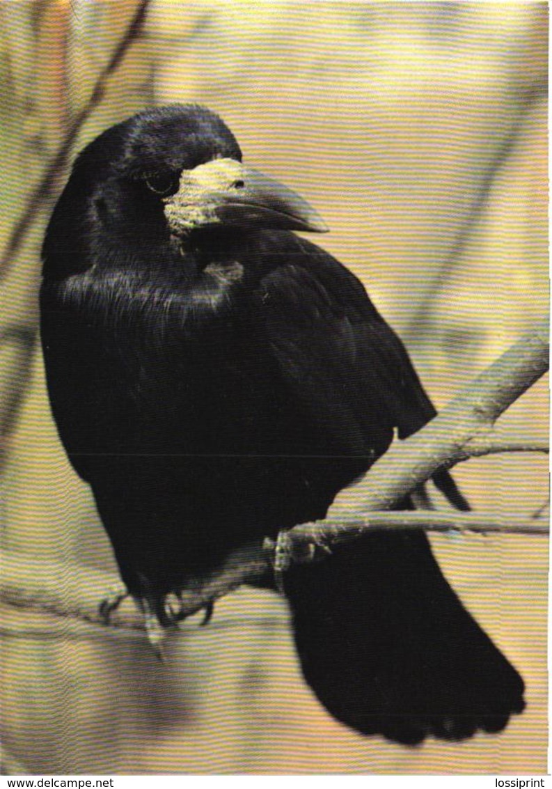 Bird, Raven - Oiseaux