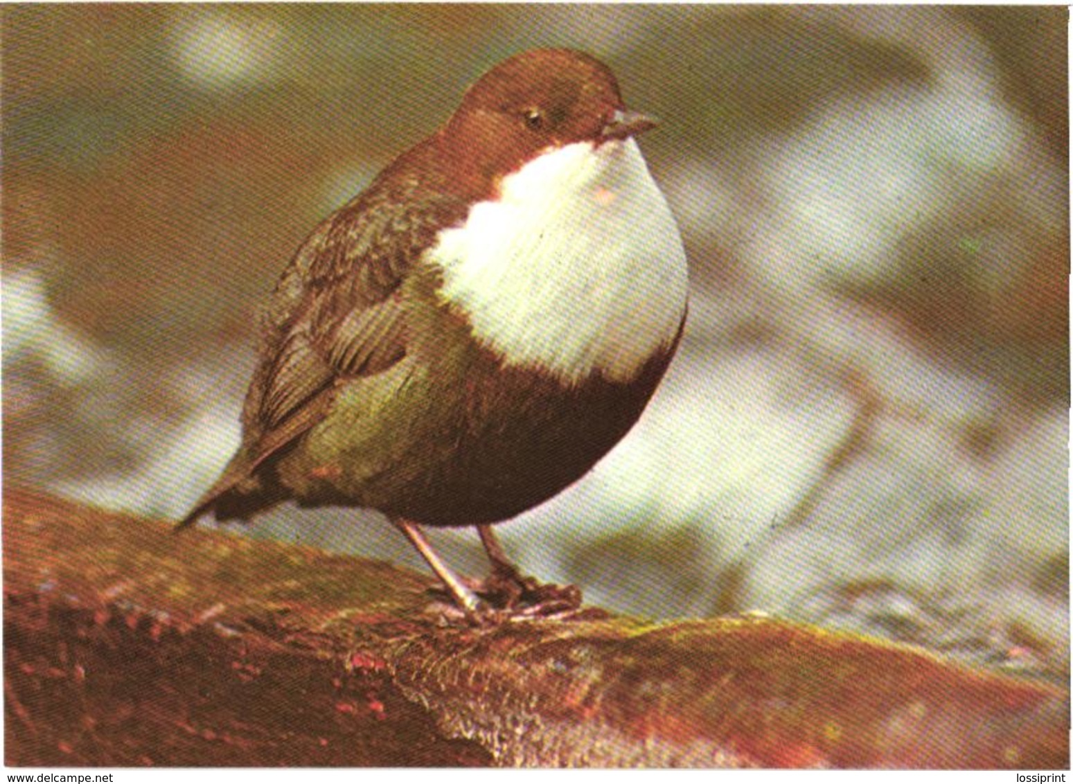Bird On Tree, 1987 - Oiseaux