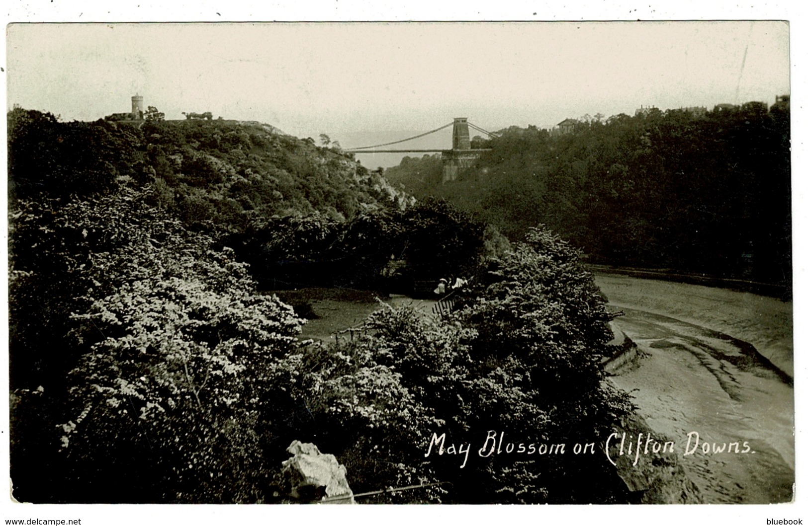 Ref 1345 - 1909 Real Photo Postcard - May Blossom Clifton Downs - Bristol Gloucestershire - Bristol