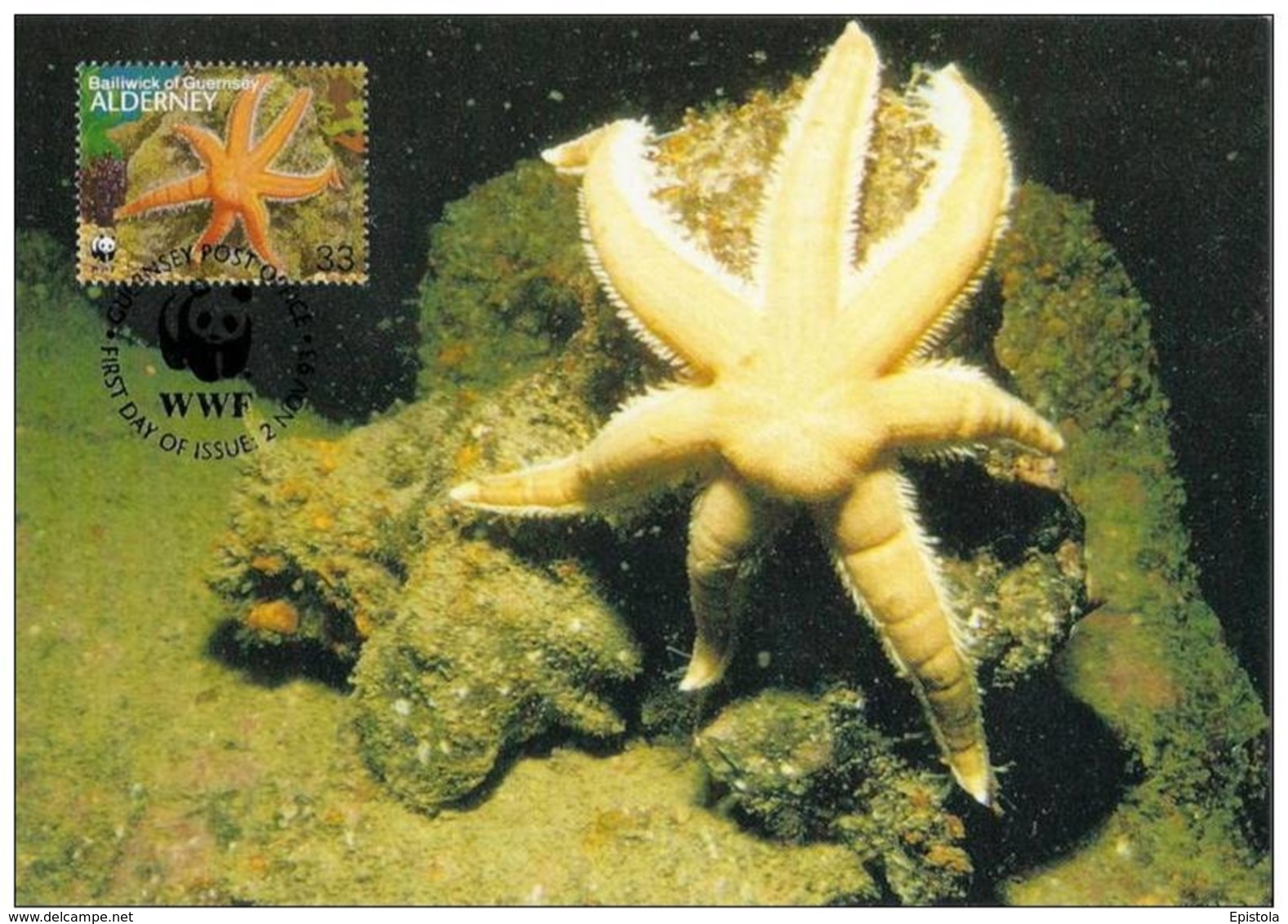 Alderney : CM Carte Maximum WWF Vie Marine Etoile De Mer Luidia Ciliaris Starfish Siebenarmiger Seestern - Alderney