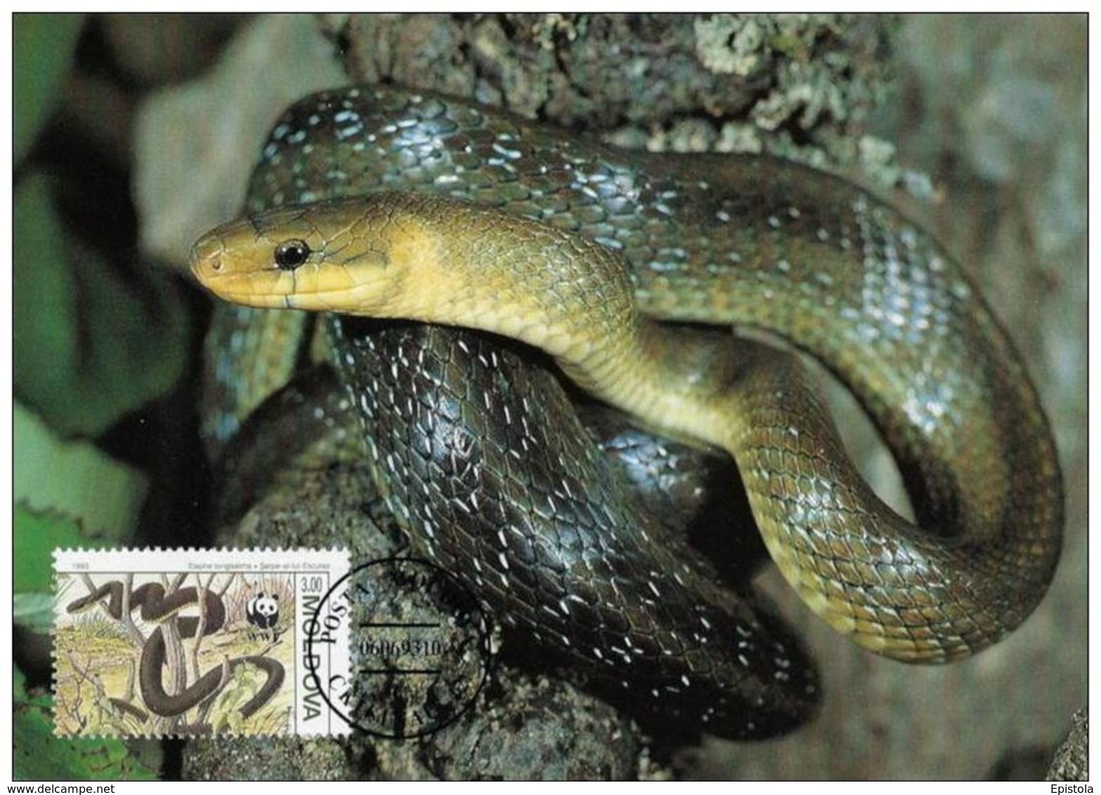 Moldavie : CM Carte Maximum WWF Reptile Serpent Elaphe Longissima Couleuvre Esculape Aesculapian Snake Askulapnatter - Moldavie