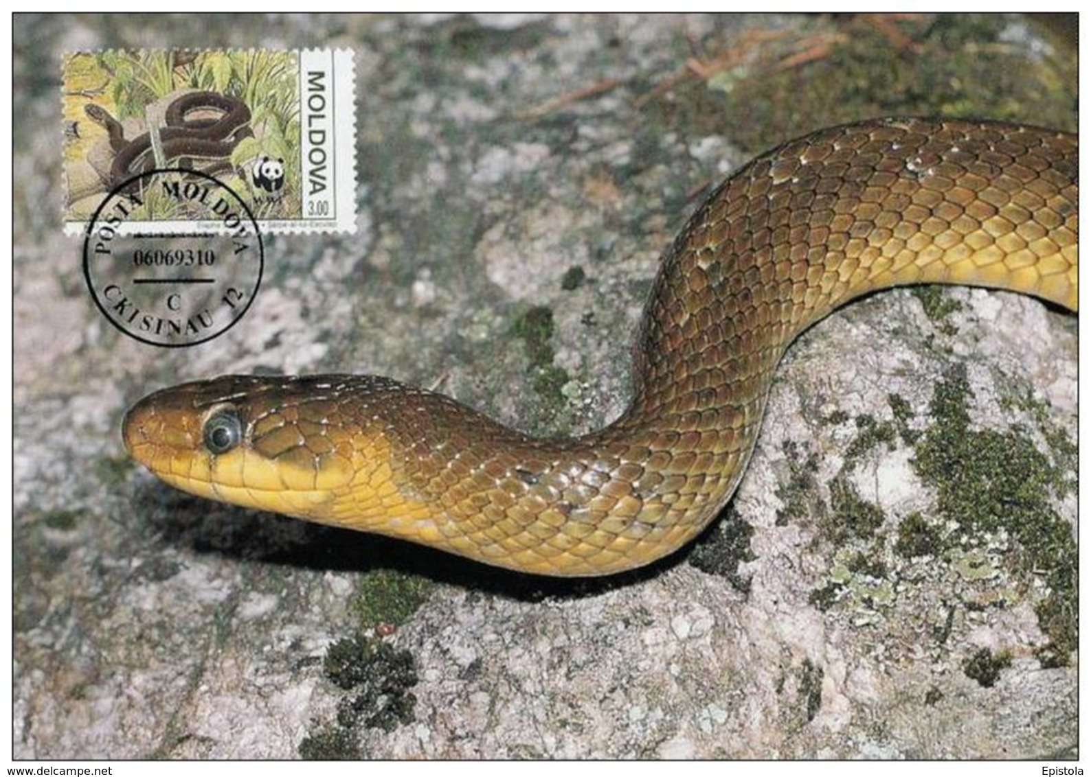 Moldavie : CM Carte Maximum WWF Reptile Serpent Elaphe Longissima Couleuvre Esculape Aesculapian Snake Askulapnatter - Moldavie