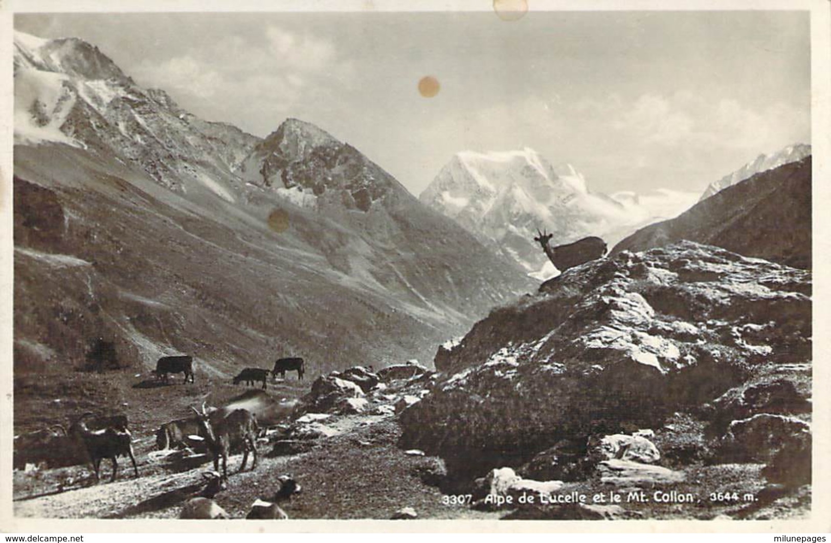 SUISSE Des Chèvres à L'Alpe De Lucelle Dans Le Valais - Saint-Luc