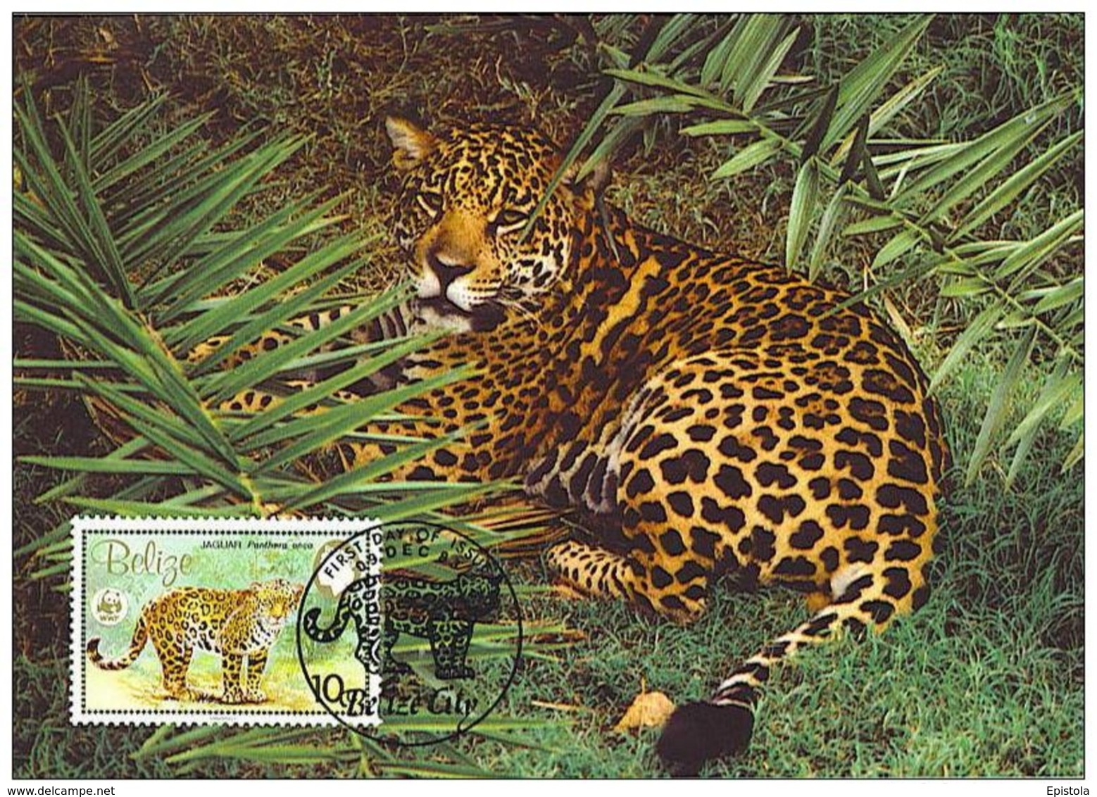 Belize : CM Carte Maximum Jaguar Panthera Onca Carnivore Felin Mammifere Amerique Animal WWF - Belize