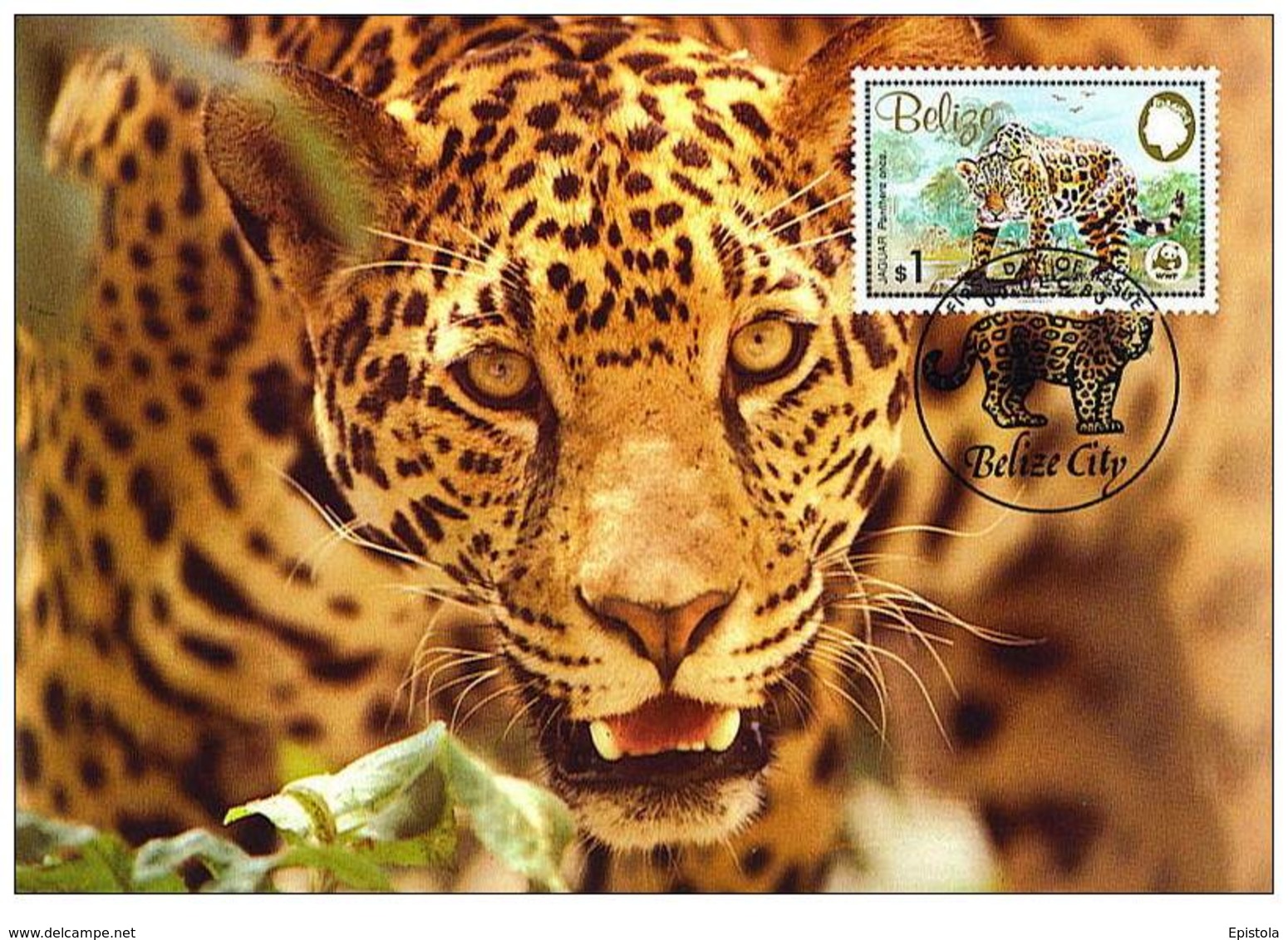 Belize : CM Carte Maximum Jaguar Panthera Onca Carnivore Felin Mammifere Amerique Animal WWF - Belize