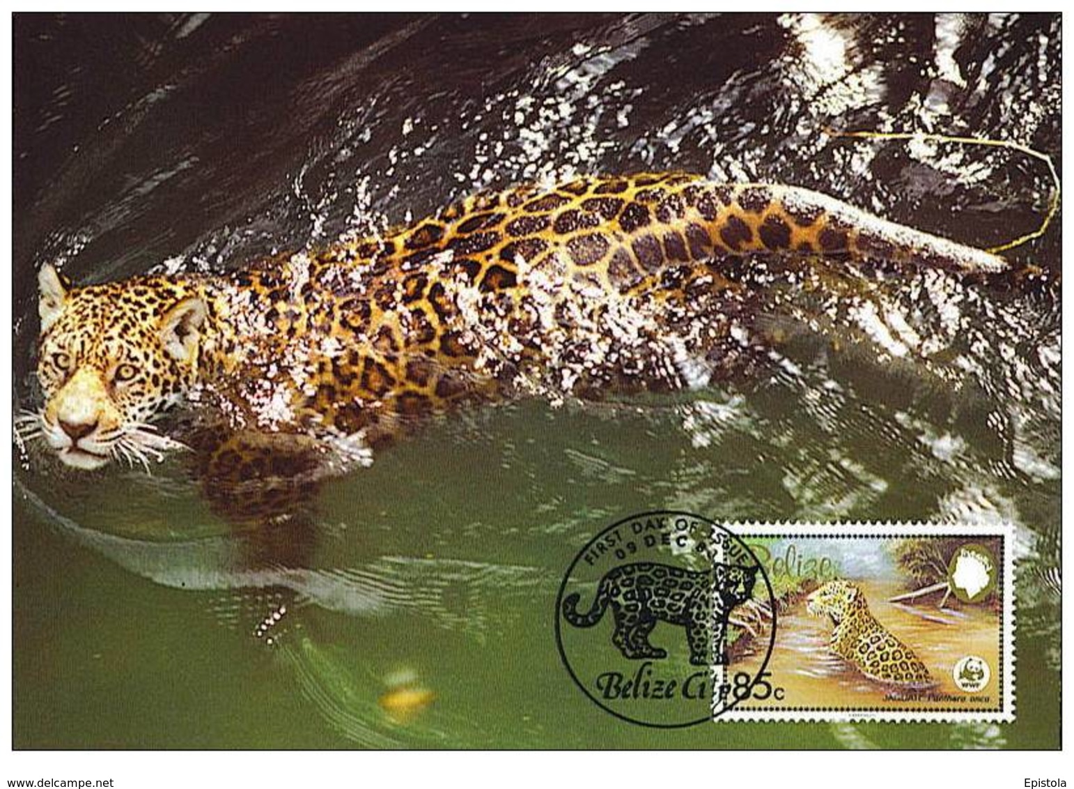 Belize : CM Carte Maximum Jaguar Panthera Onca Carnivore Felin Mammifere Amerique Animal WWF - Belize