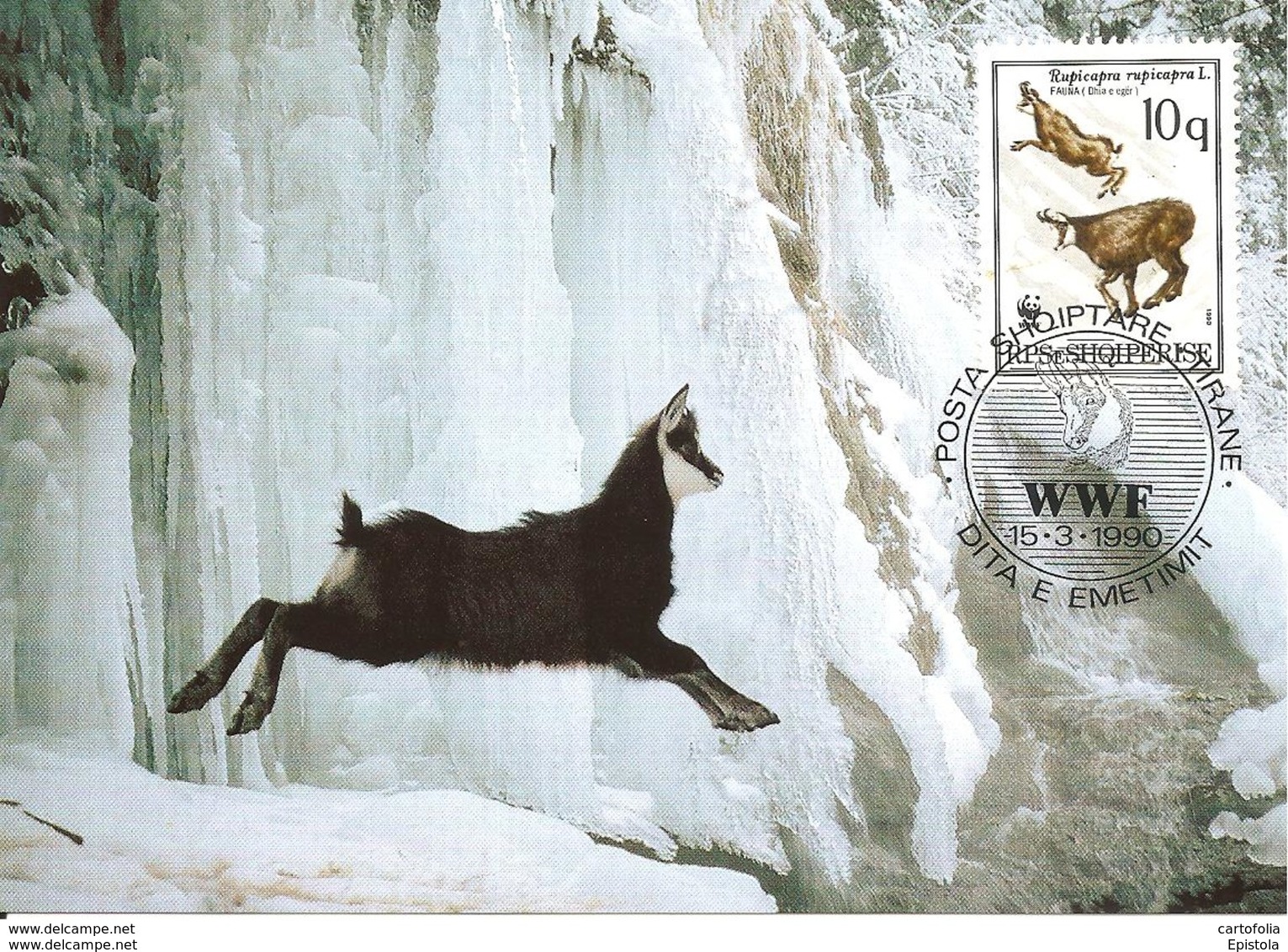 Albania. Chamois 1990 WWF CM Maxicard,carte Maximum. - Albanie