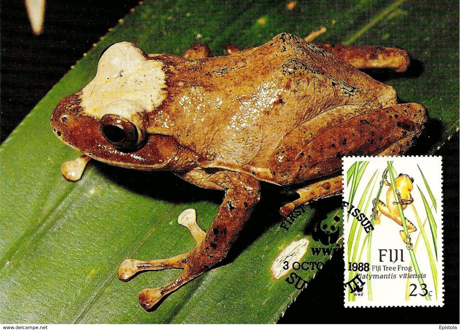 1988 - SUVA FIJI Fidji - Fiji Tree Frog - Grenouille Forestière - Réel Timbre Collection (Real Stamp) - Fidji