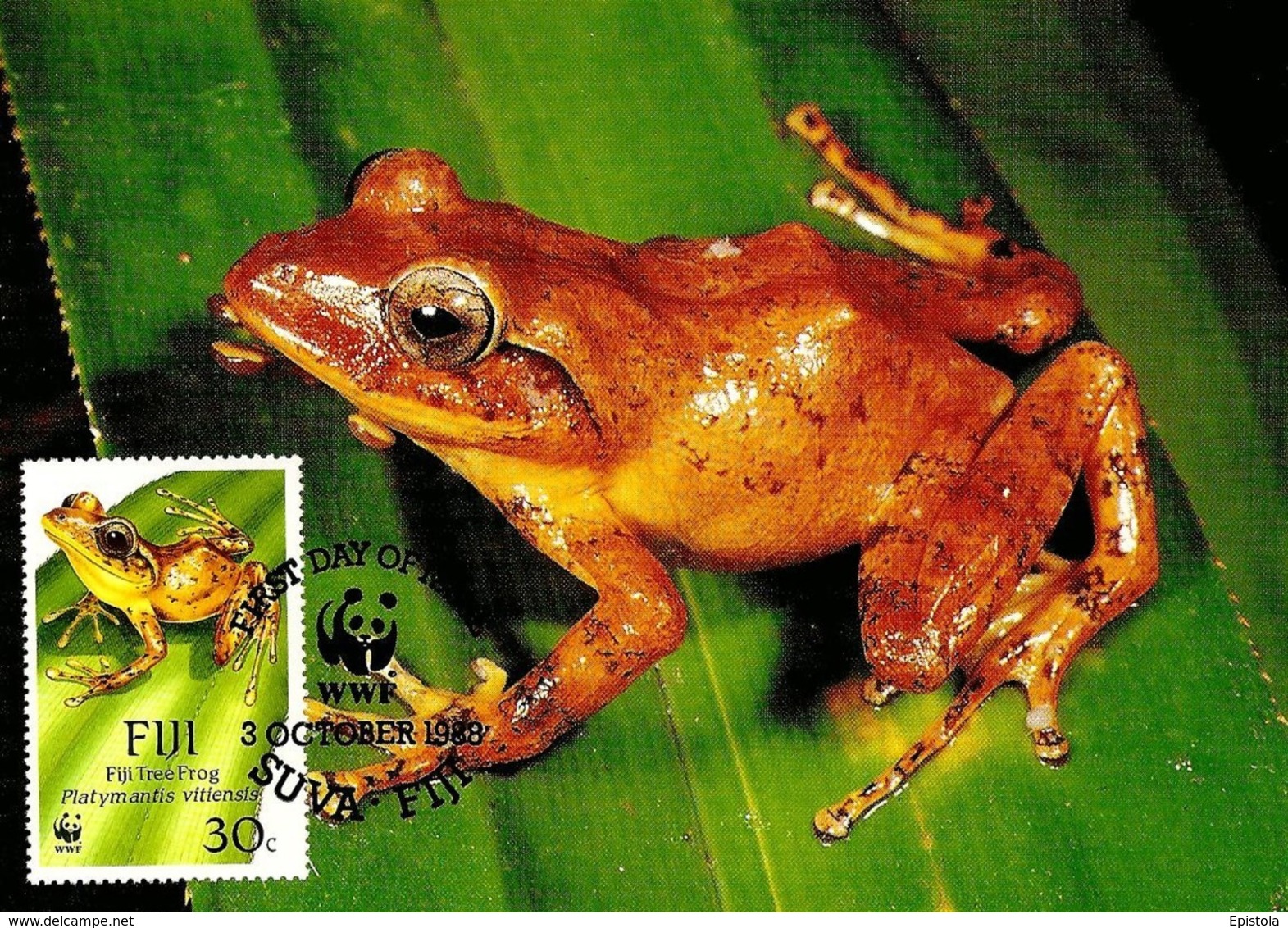 1988 - SUVA FIJI Fidji - Fiji Tree Frog - Grenouille Forestière - Réel Timbre Collection (Real Stamp) - Fidji