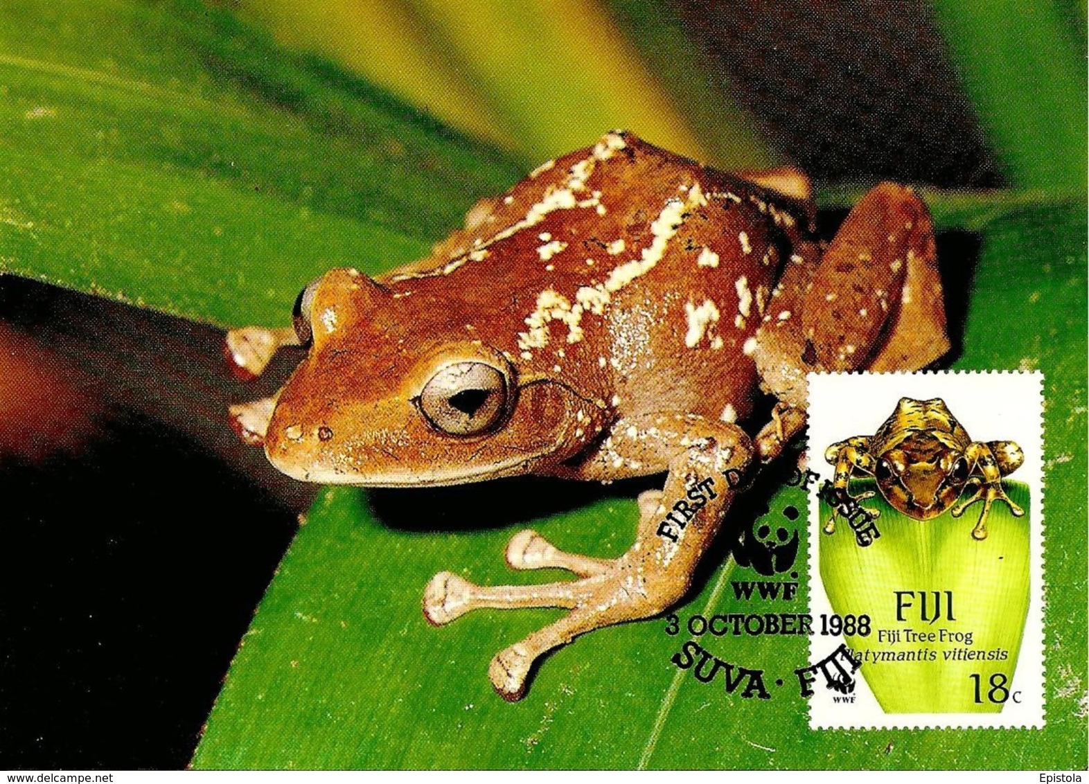 1988 - SUVA FIJI Fidji - Fiji Tree Frog - Grenouille Forestière - Réel Timbre Collection (Real Stamp) - Figi