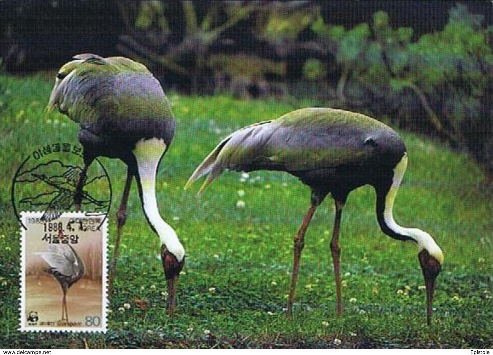 Oiseaux (White-naped Crane) Birds KOREA Animals Aves Faune Fauna Carte Maximum Card WWF - Corée Du Sud