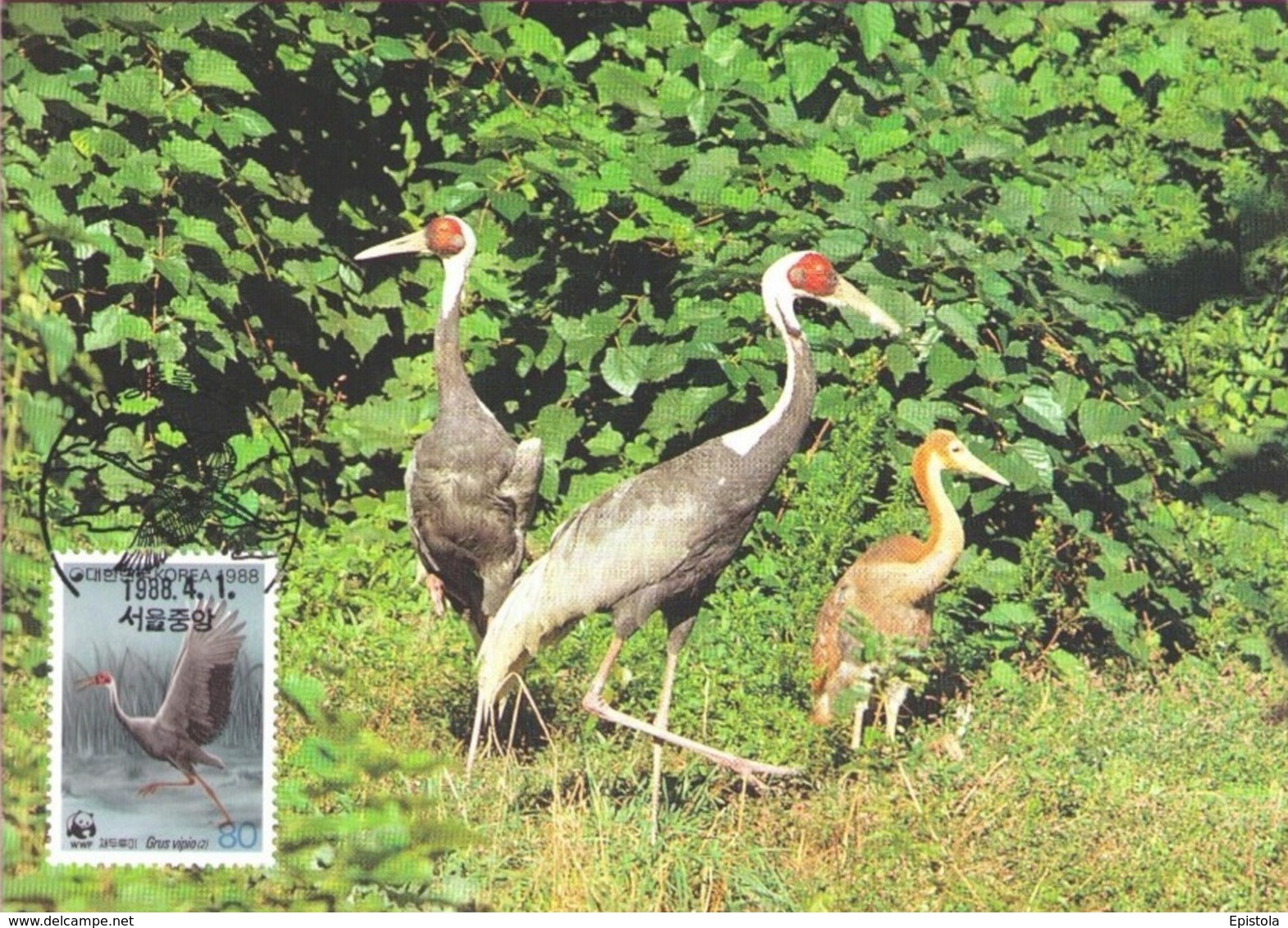 Oiseaux (White-naped Crane) Birds KOREA Animals Aves Faune Fauna Carte Maximum Card WWF - Korea, South