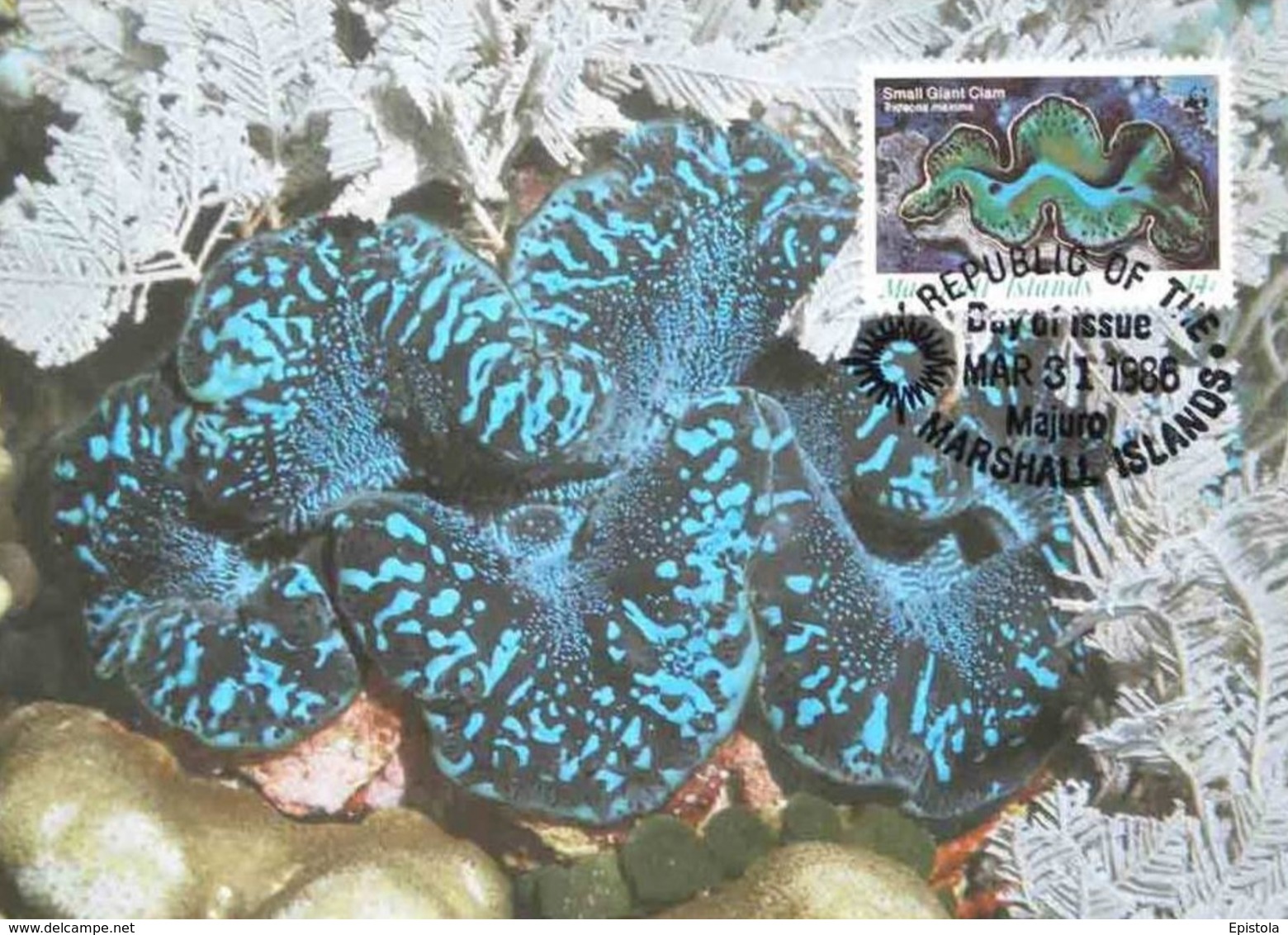 Marshall Islands 1986 Maximum Card Fauna WWF: Bénitier Géant , The Small Giant Clam (Tridecna Maxima) - Islas Marshall