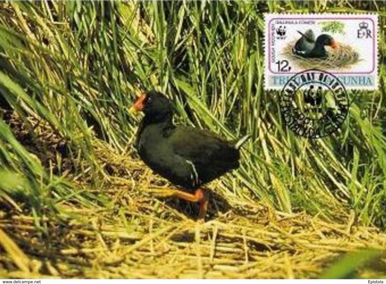 (WWF-118) Maxi Maximum Cards / Maxicard W.W.F. Tristan Da Cunha Gough Moorhen  1991 - Autres & Non Classés