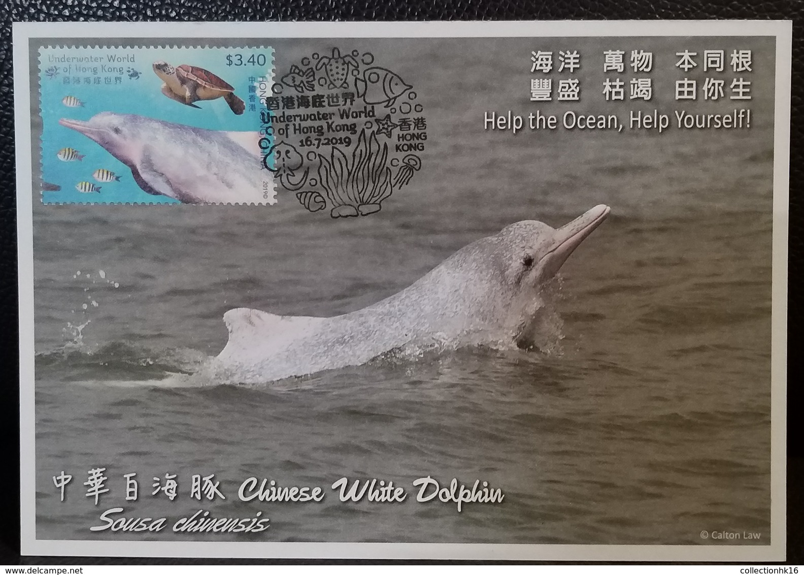 Chinese White Dolphin 2019 Underwater World Of Hong Kong OPCF Postcard Type A - Maximumkaarten