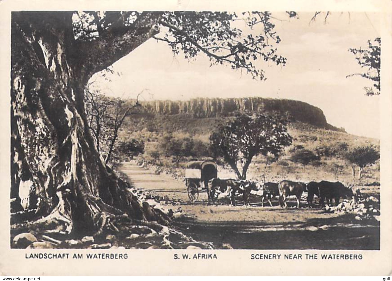 Afrique NAMIBIE Landschaft Am WATERBERG S-W AfrIka Scenery Near The  WATERBERG (n°1) ETAT = Voir Description  *PRIX FIXE - Namibie