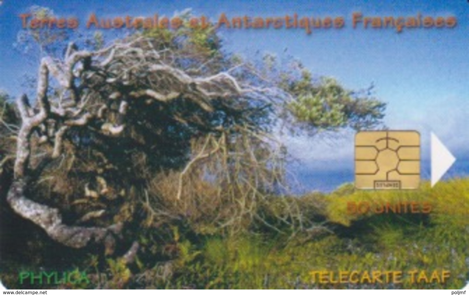 Télécarte 50U, Tirage 1500, Le Phylica île Amsterdam (Arbuste, Paysage, ...) - TAAF - Territori Francesi Meridionali