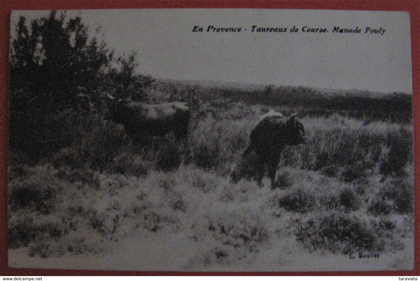 13 - EN PROVENCE TAUREAUX DE COURSE MANADE POULY -  Régionalisme Folklore Animaux - Autres & Non Classés