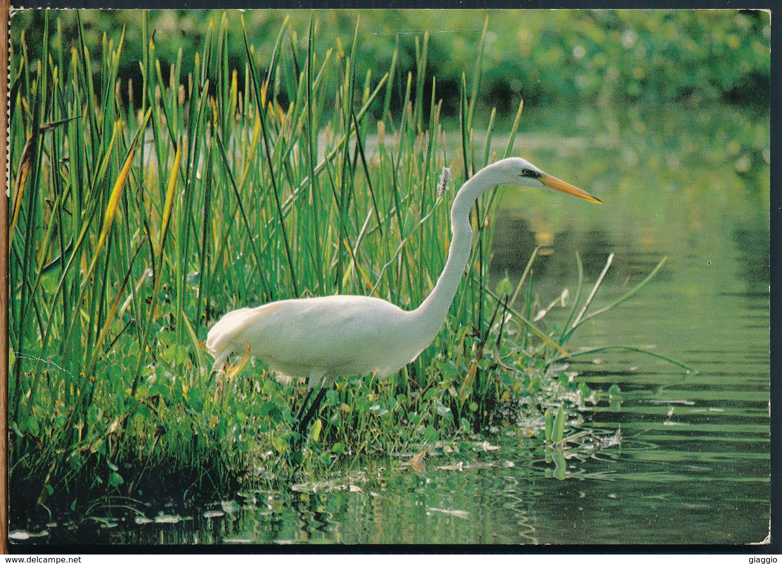 °°° 19181 - VENEZUELA - GARZA BLANCA "CASMERODIUS ALBA " - 1990 With Stamps °°° - Venezuela