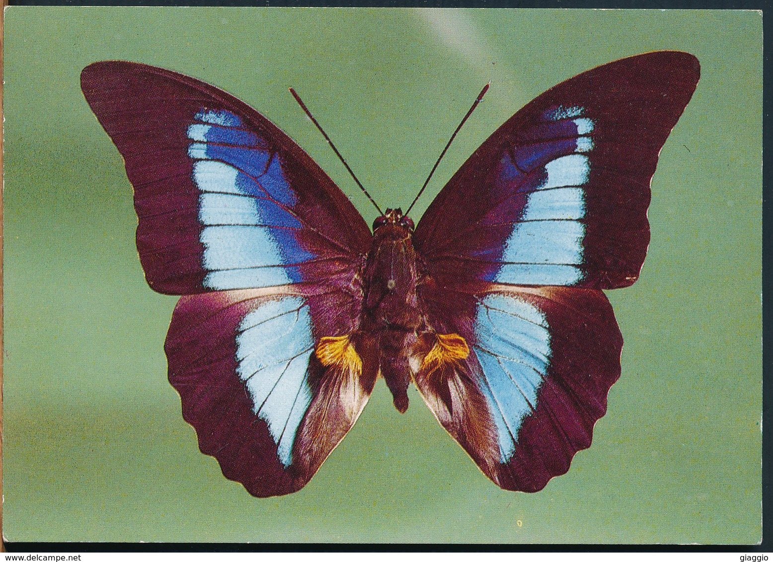 °°° 19183 - MARIPOSAS DE VENEZUELA - PREPONA OMPHALE °°° - Venezuela