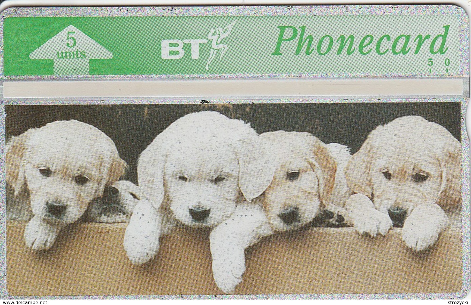 United Kingdom - Gundogs - Golden Retriever Puppies - BTG-189 - BT Emissions Privées