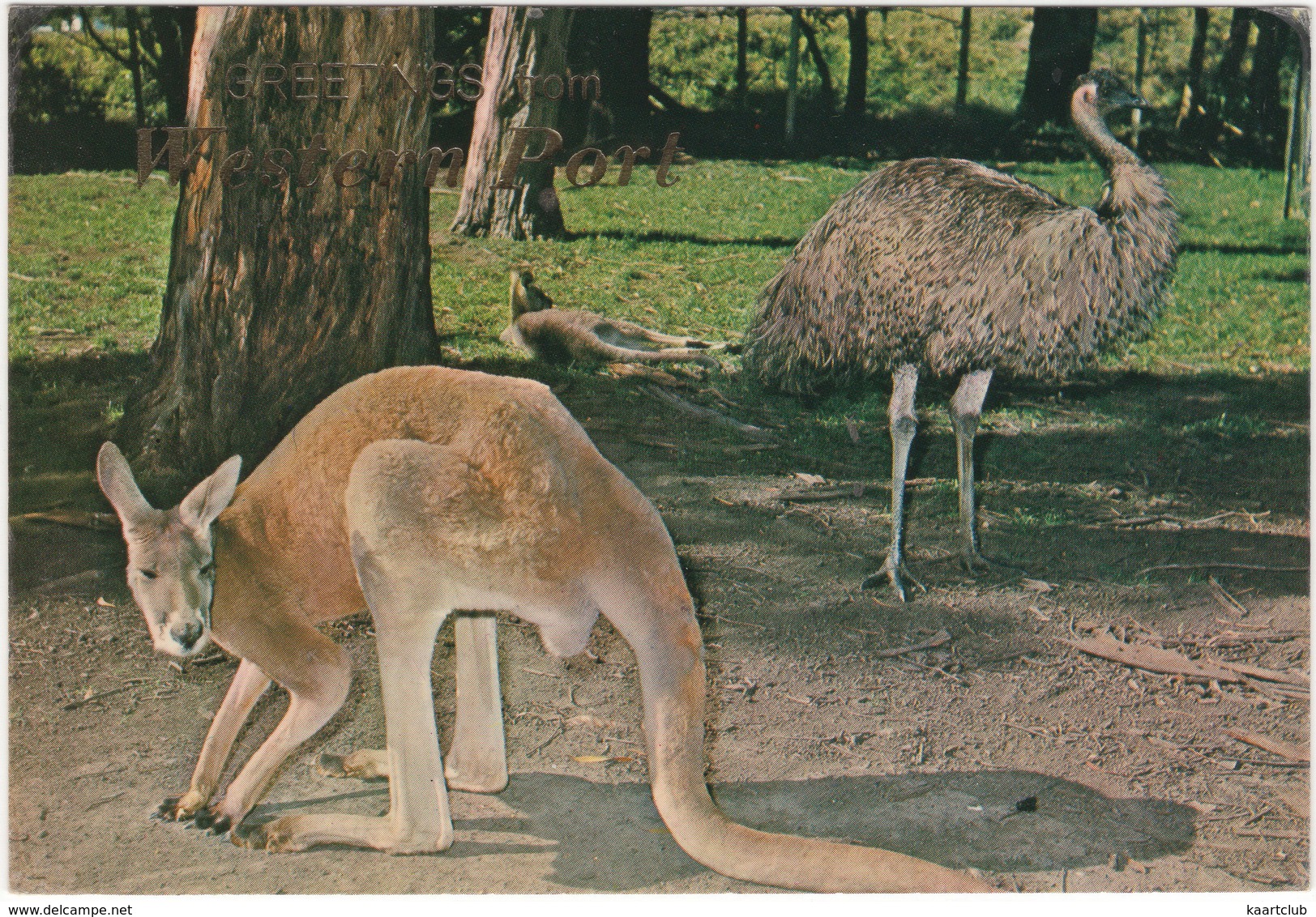 RED KANGAROO And EMU - Western Port - (Australia) - 1977 - Mornington Peninsula