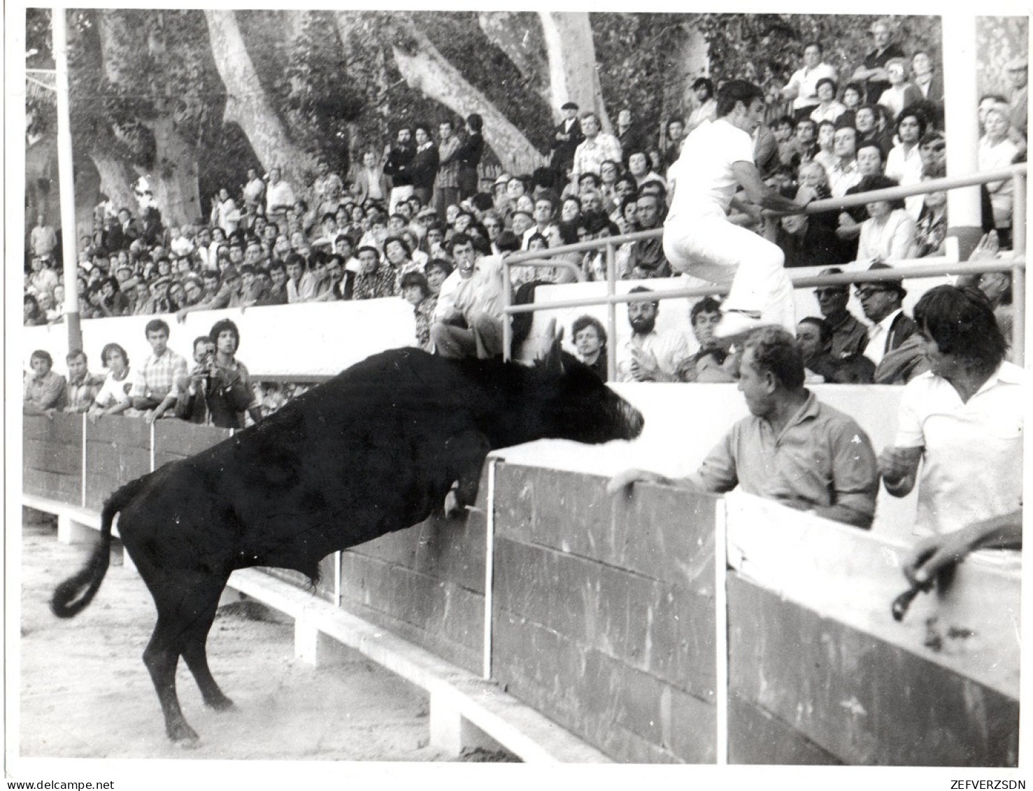 13 CHATEAURENARD ARENES TAUREAU TAUREAUX CAMARGUE RASETEUR RAZETEUR Photo Renaud - Chateaurenard