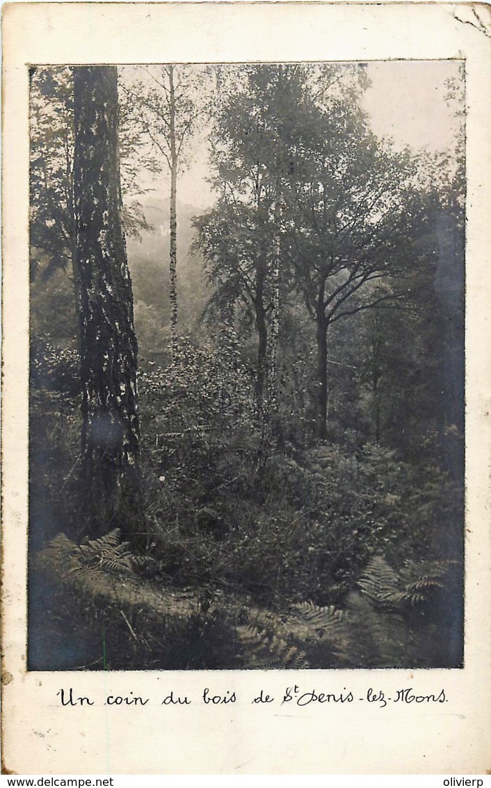 Belgique - Mons - Saint-Denis -Carte-Photo - Un Coin Du Bois De St. Denis-lez-Mons - Mons