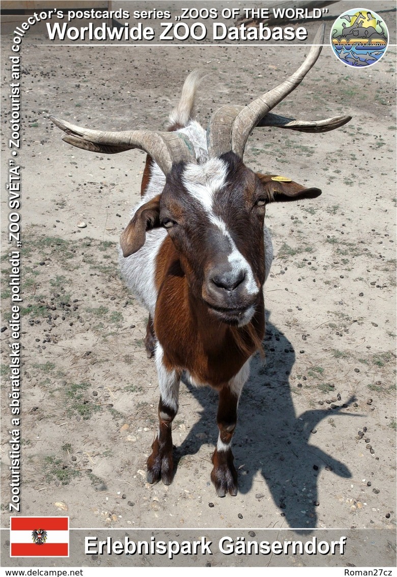 784 Erlebnispark Gänserndorf, AT - Four-horned Goat (Capra Aegagrus F. Hircus) - Gänserndorf