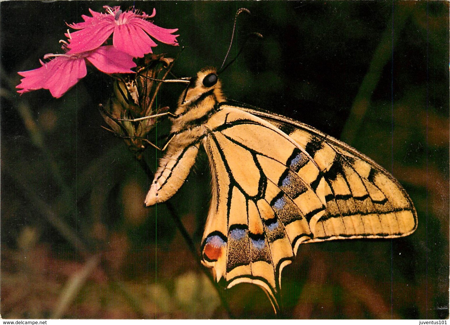 CPSM Papillon    L2973 - Papillons