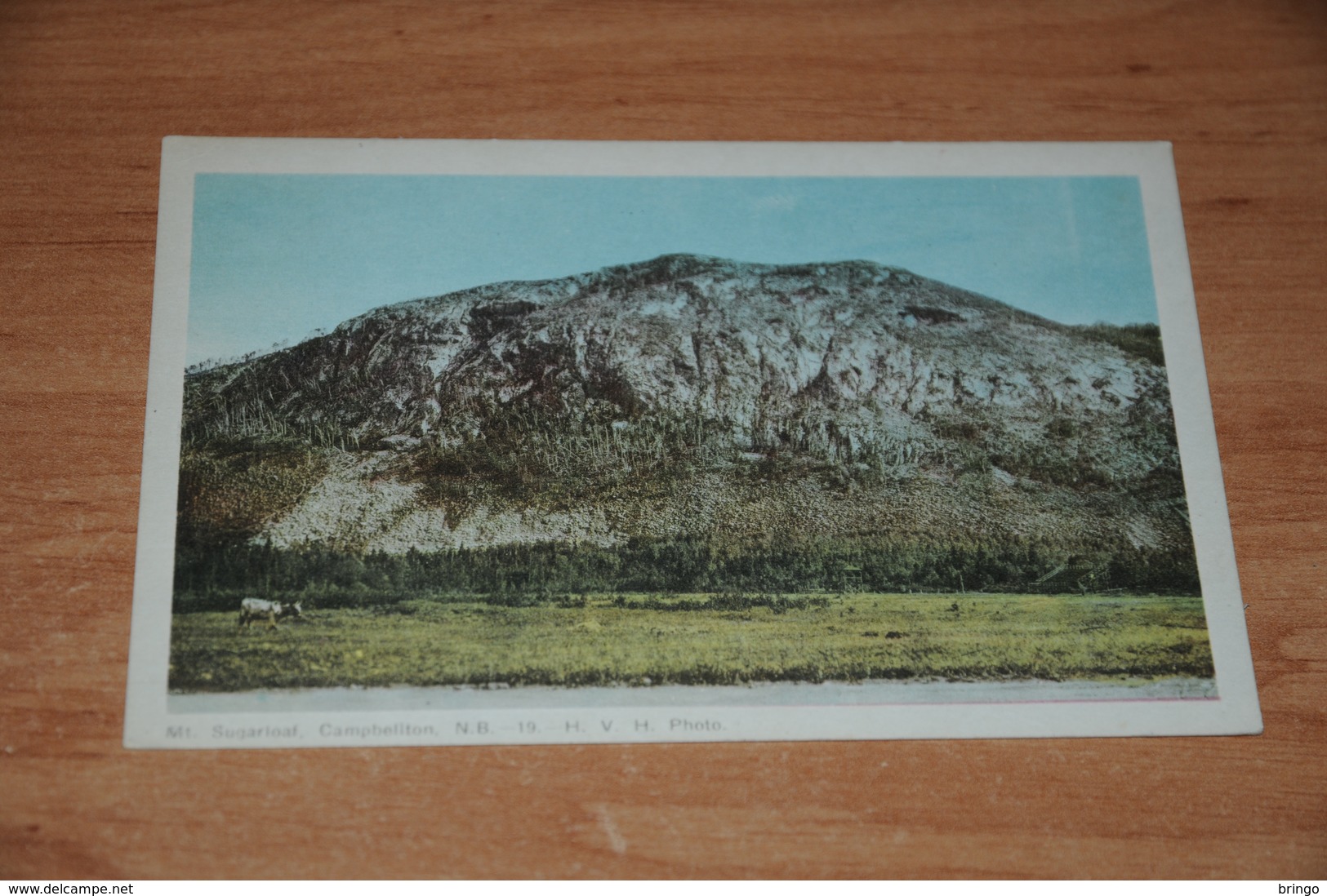 3182-         CANADA, CAMPBELLTON, MT. SUGARLOAF - Sonstige & Ohne Zuordnung