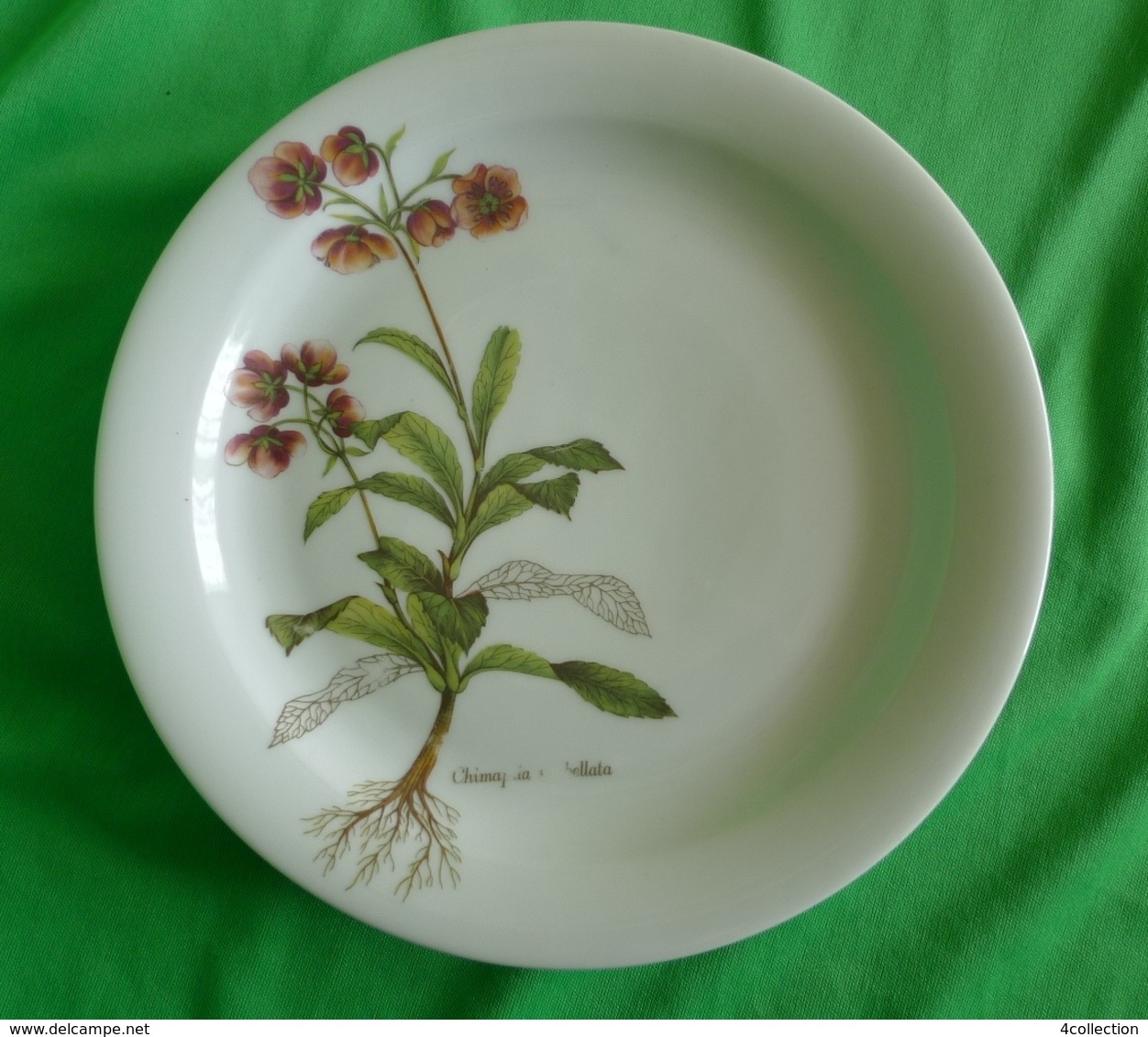 Vintage Germany Tirschenreuth Bavaria Collector White Plate Chimapila Umbellata - Altri & Non Classificati