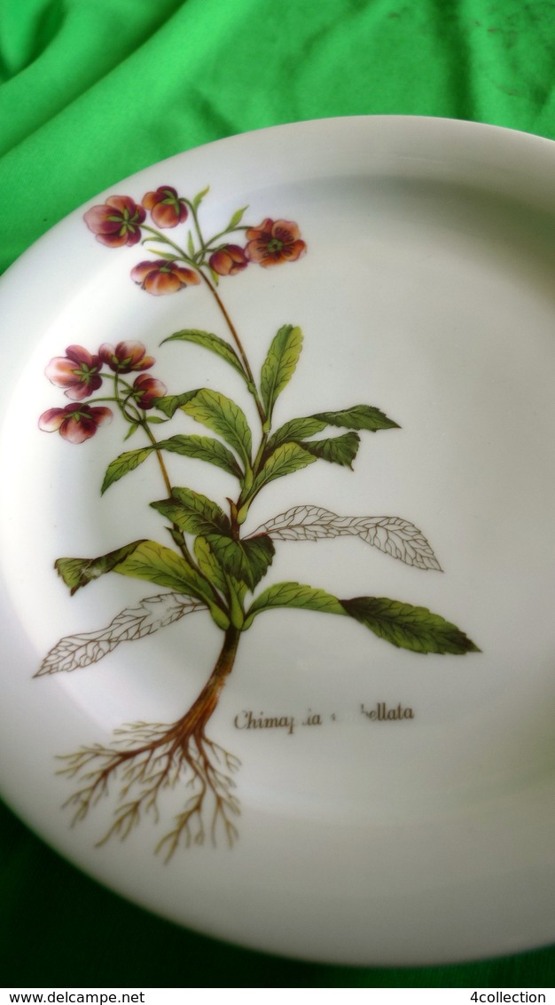 Vintage Germany Tirschenreuth Bavaria Collector White Plate Chimapila Umbellata - Autres & Non Classés