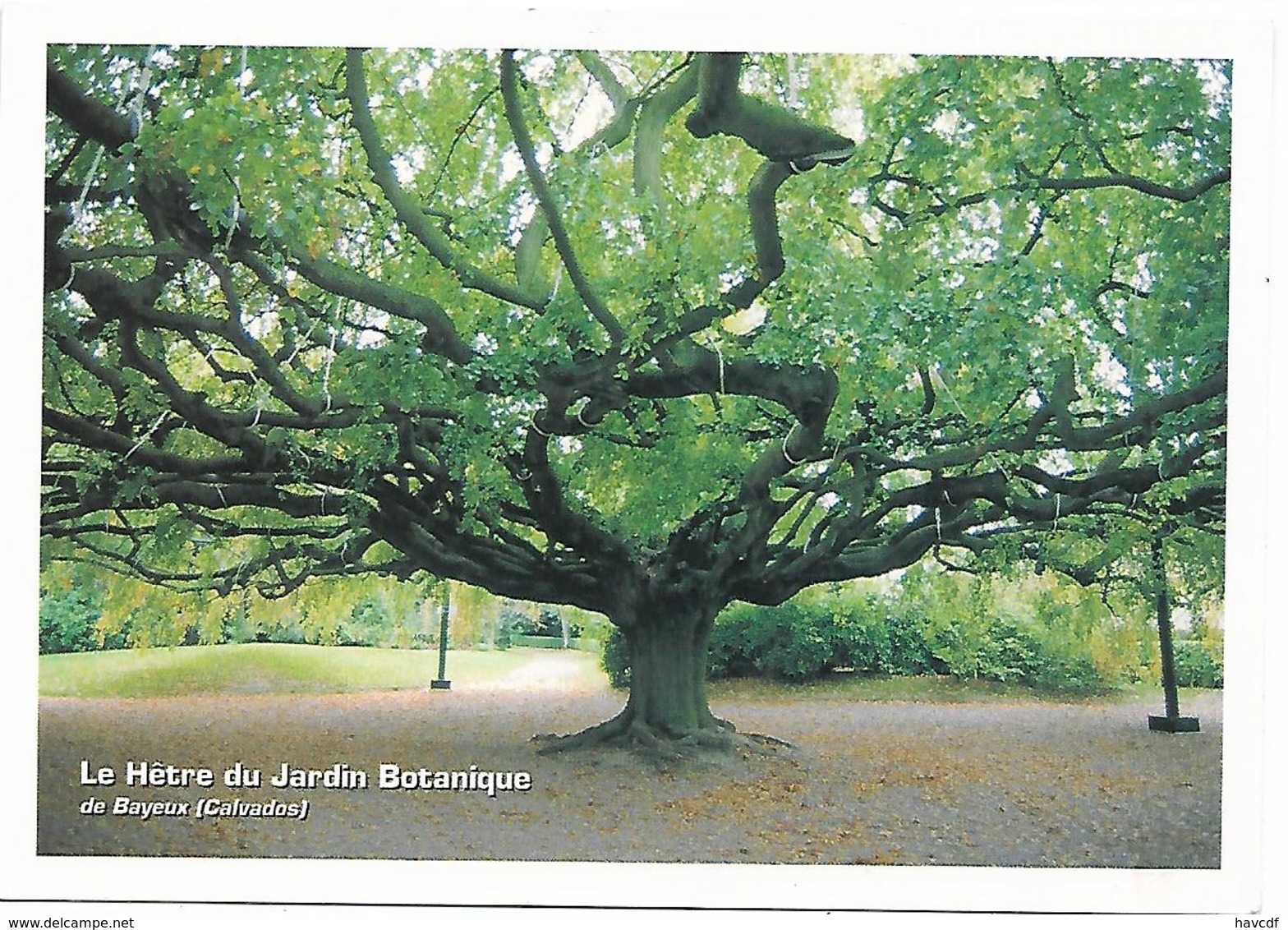 CPM - Association ARBRES - Arbres Remarquables - Le Hêtre Du Jardin Botanique De Bayeux (Calvados) - Arbres