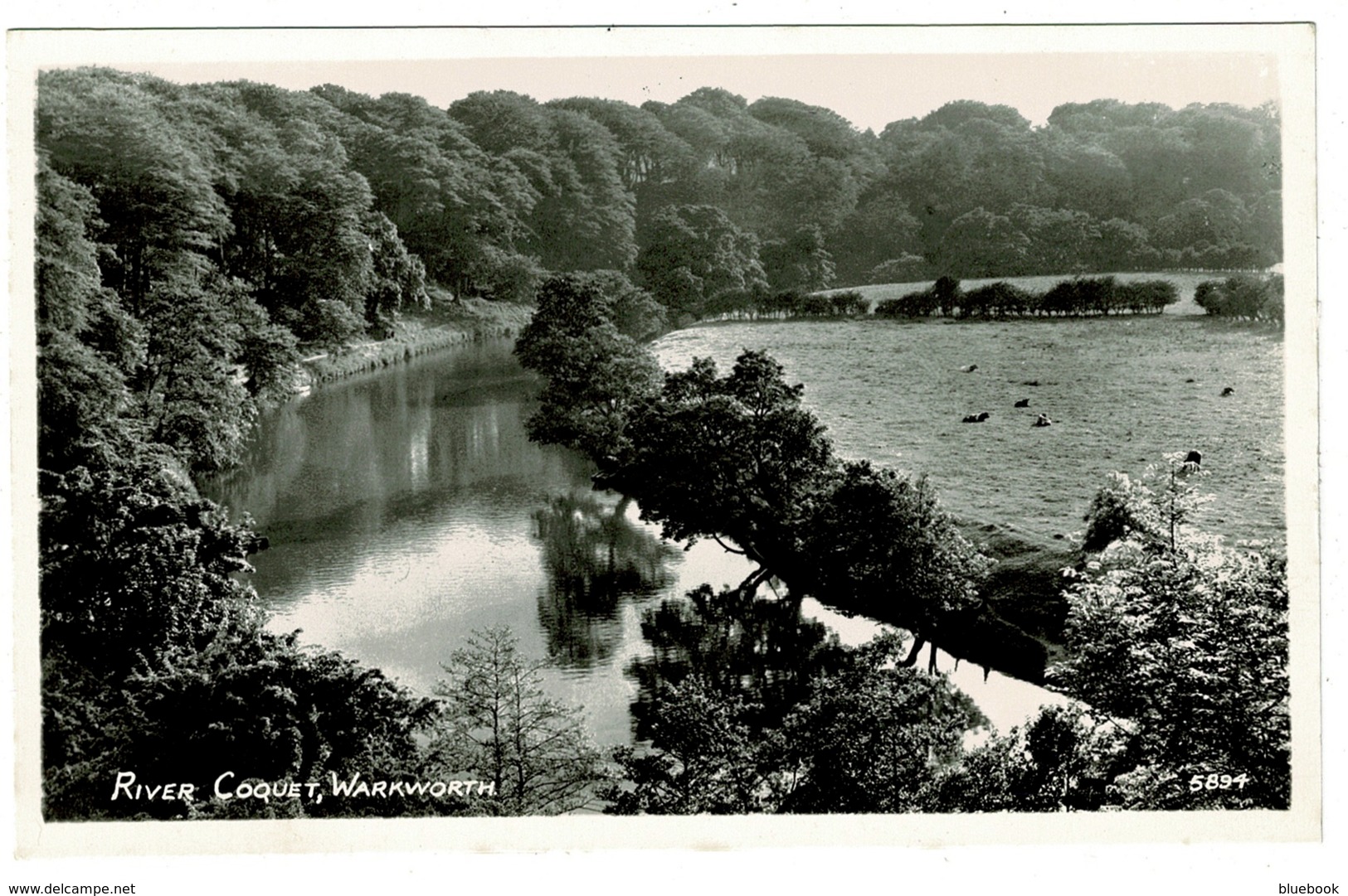 Ref 1352 - Real Photo Postcard - River Coquet - Warkworth Northumberland - Autres & Non Classés