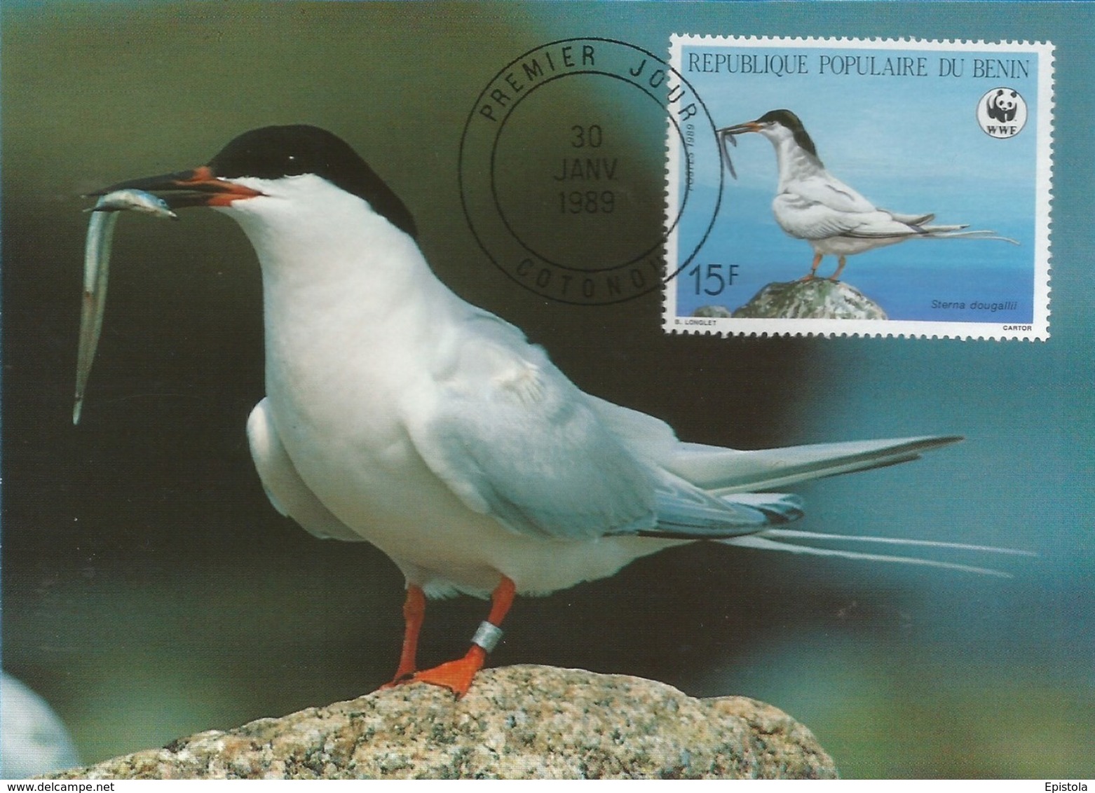 Republique Populaire Du Benin 1989 , Roseate Tern/Rosenseeschwalbe - WWF Official Maximum Card - Cotonou 30 JANV.1989 - Benin