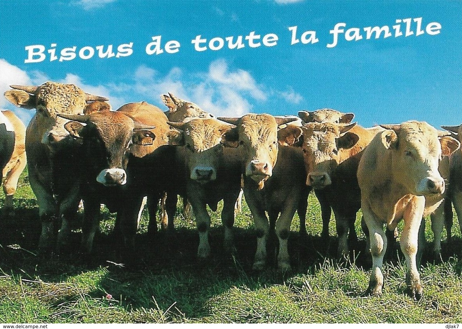 Vaches (2 Scans) - Vaches