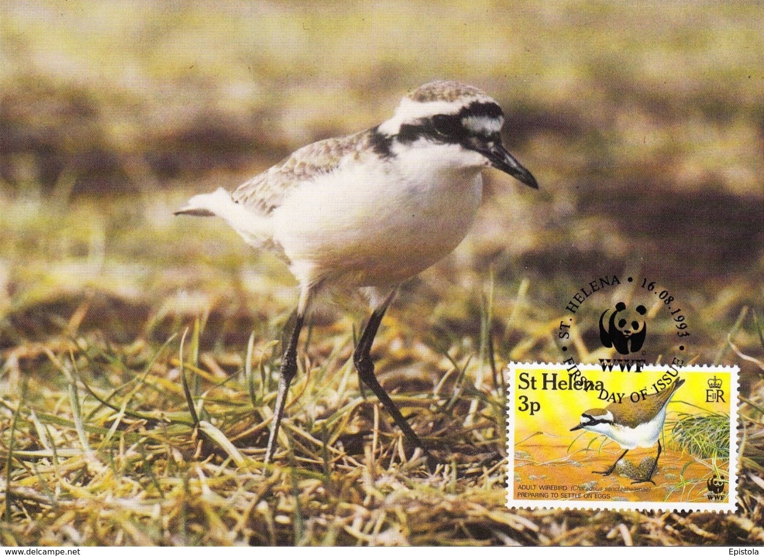 ST. HELENA 1993 MAXIMUM CARD - BIRDS - ST HELENA WIREBIRD (Charadrius Sanctaehelenae) - Saint Helena Island