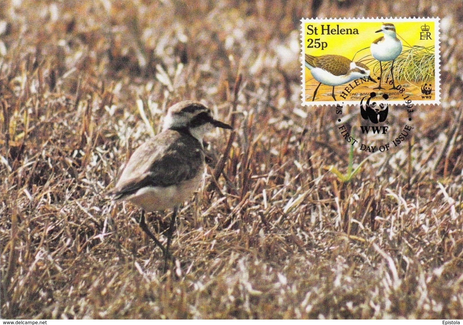 ST. HELENA 1993 MAXIMUM CARD - BIRDS - ST HELENA WIREBIRD (Charadrius Sanctaehelenae) - Sainte-Hélène