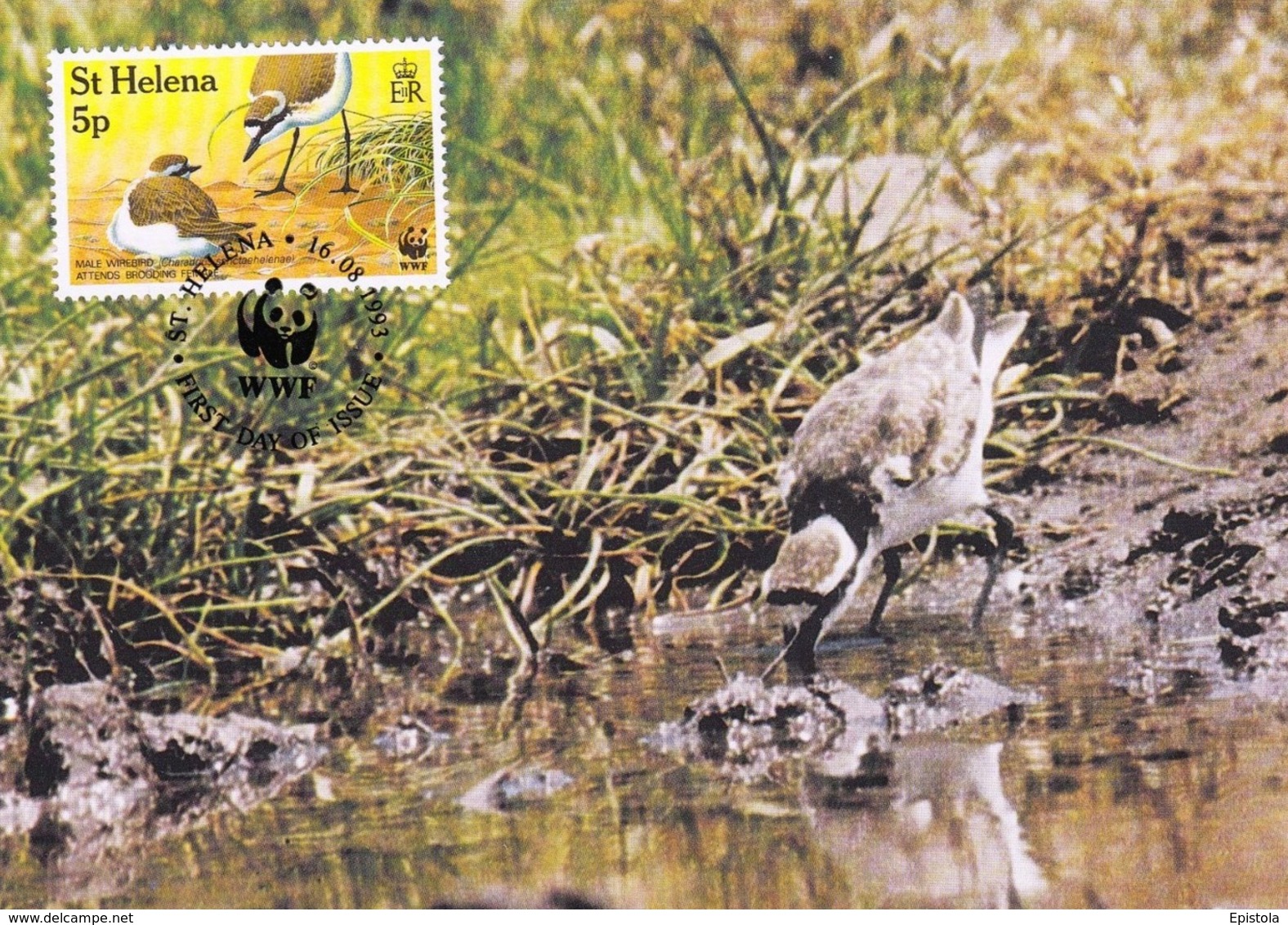 ST. HELENA 1993 MAXIMUM CARD - BIRDS - ST HELENA WIREBIRD (Charadrius Sanctaehelenae) - Sainte-Hélène