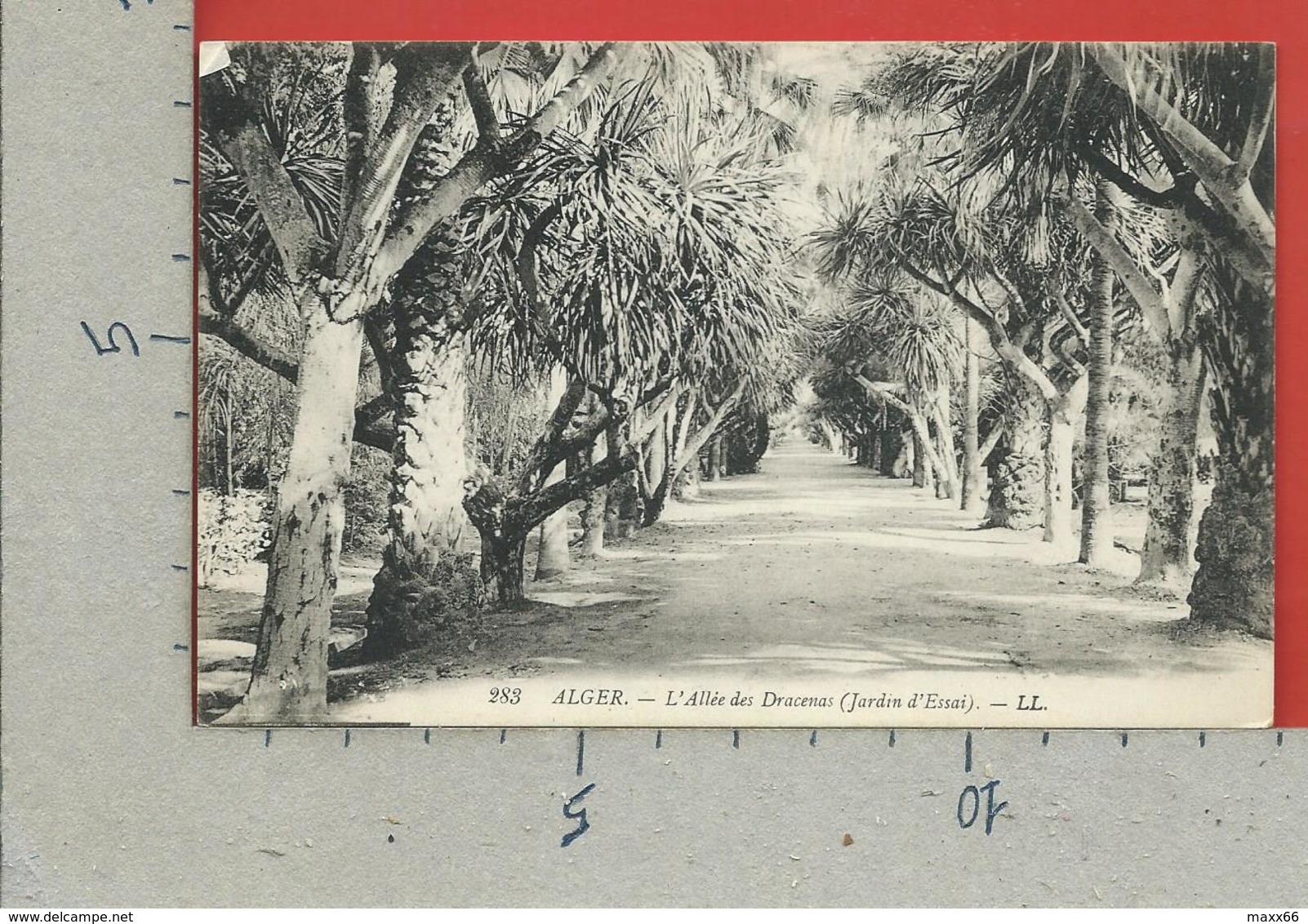 CARTOLINA NV ALGERIA - ALGER - L'Allee Des Dracenas (Jardin D'Essai) - 9 X 14 - Algeri