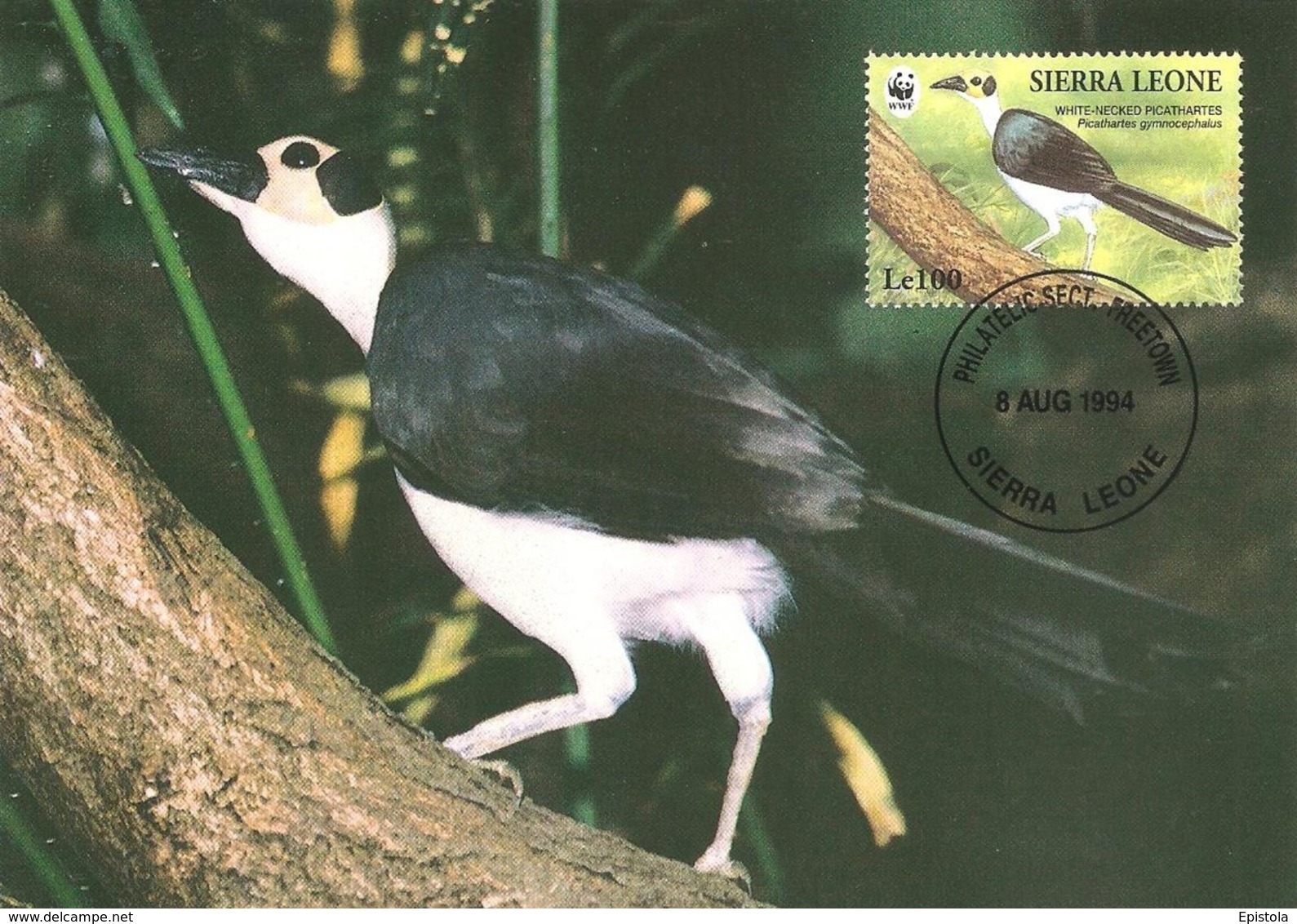 1994 - Freetown SIERRA LEONE - White Necked Picatharte Chauve WWF - Sierra Leone