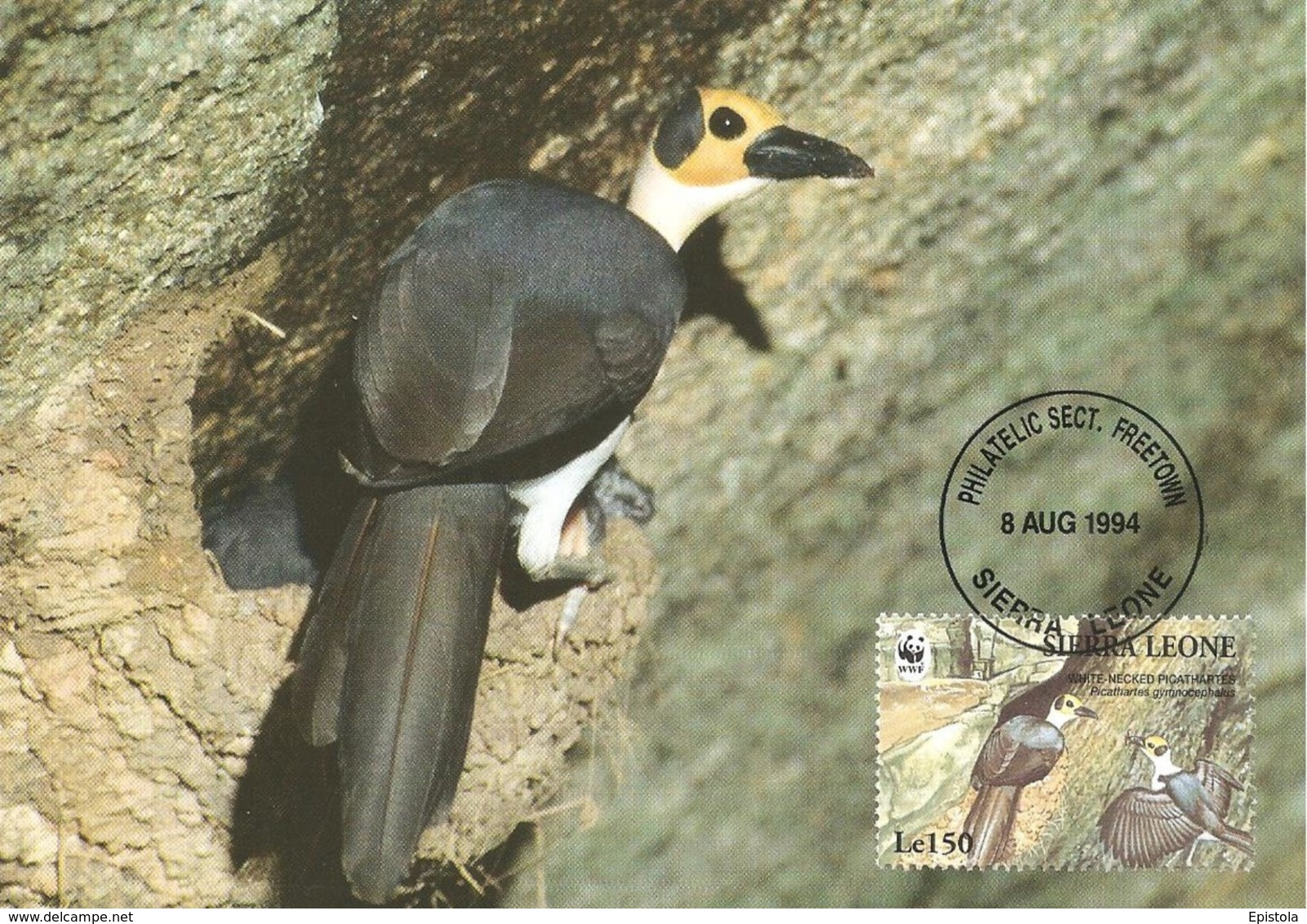 1994 - Freetown SIERRA LEONE - White Necked Picatharte Chauve WWF - Sierra Leone