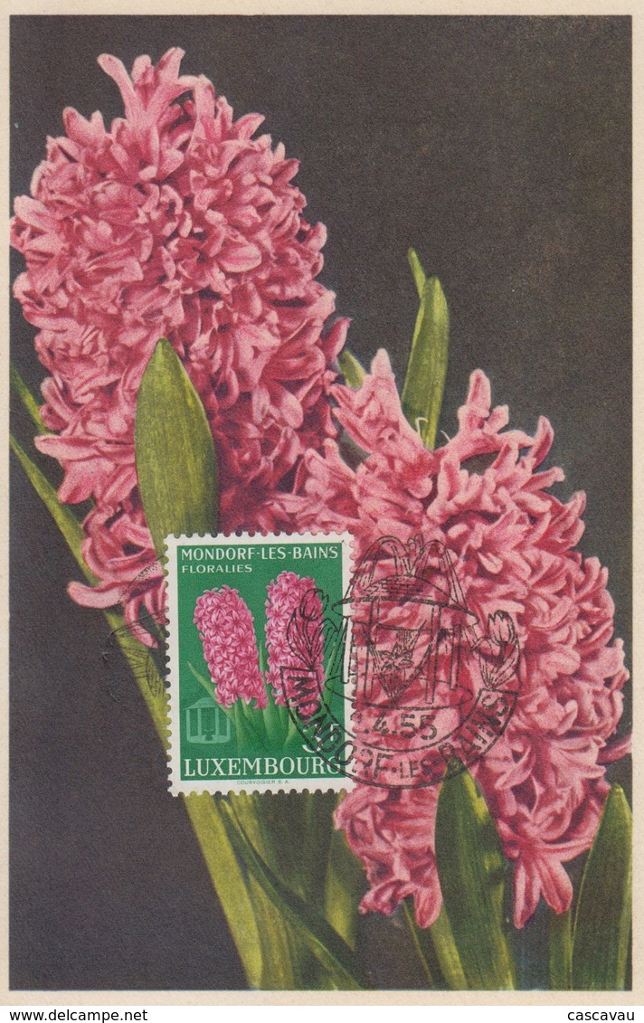 Carte  Maximum  1er  Jour    LUXEMBOURG    Jacinthe   Floralies    MONTDORF - LES - BAINS    1955 - Maximumkaarten