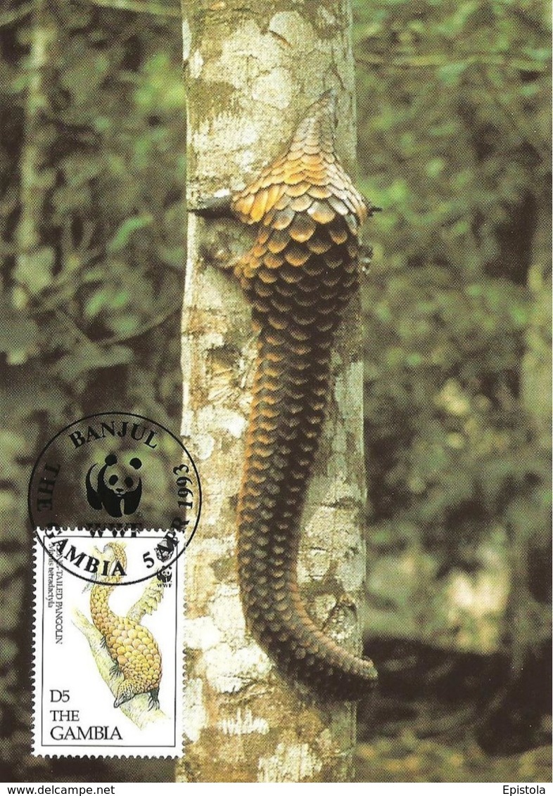 1993 - GAMBIA Banjul - Pangolin Long Tailed - Gambie