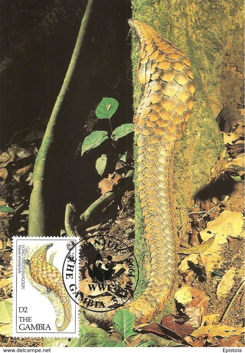 1993 - GAMBIA Banjul - Pangolin Long Tailed - Gambie