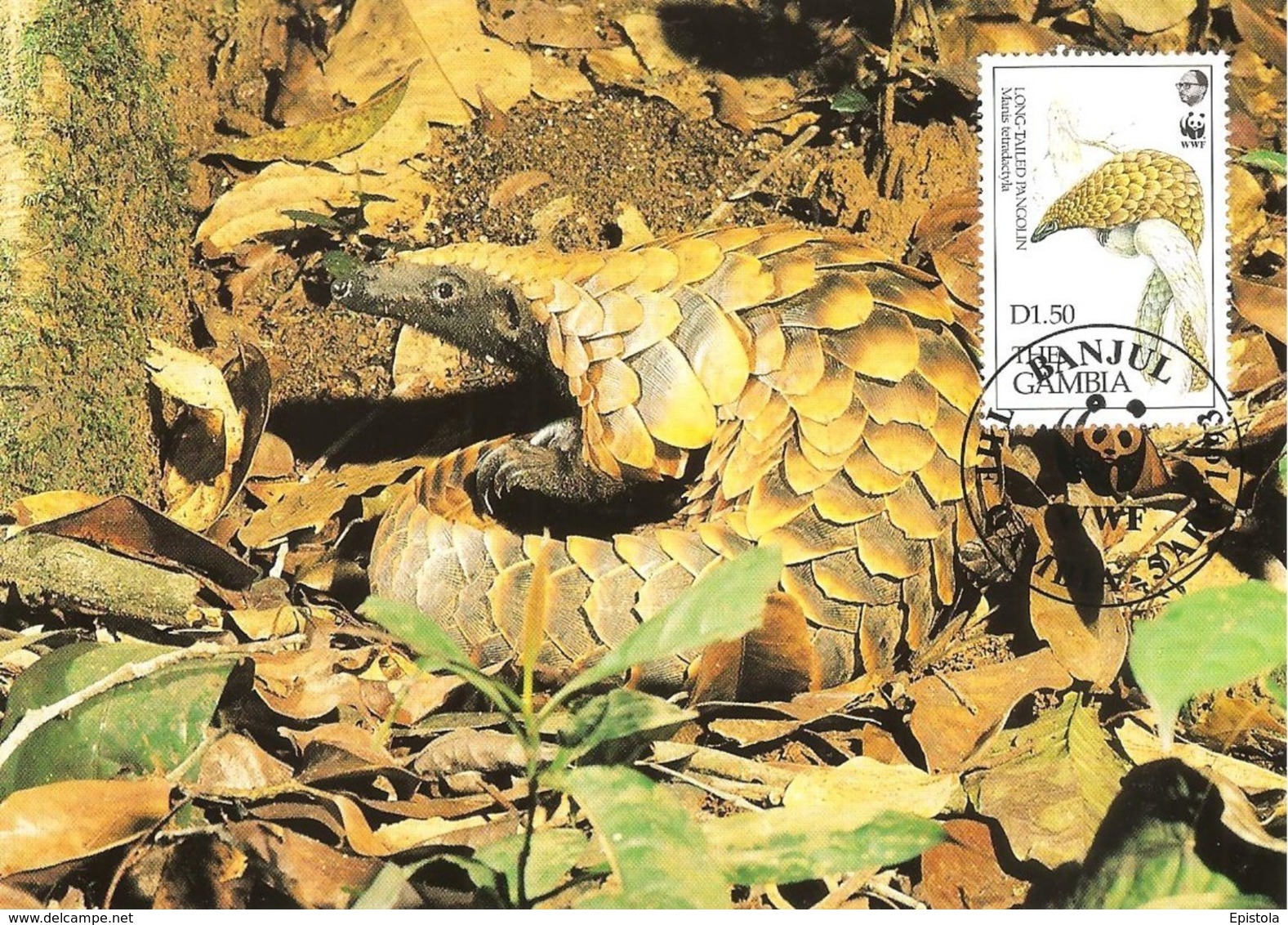 1993 - GAMBIA Banjul - Pangolin Long Tailed - Gambie