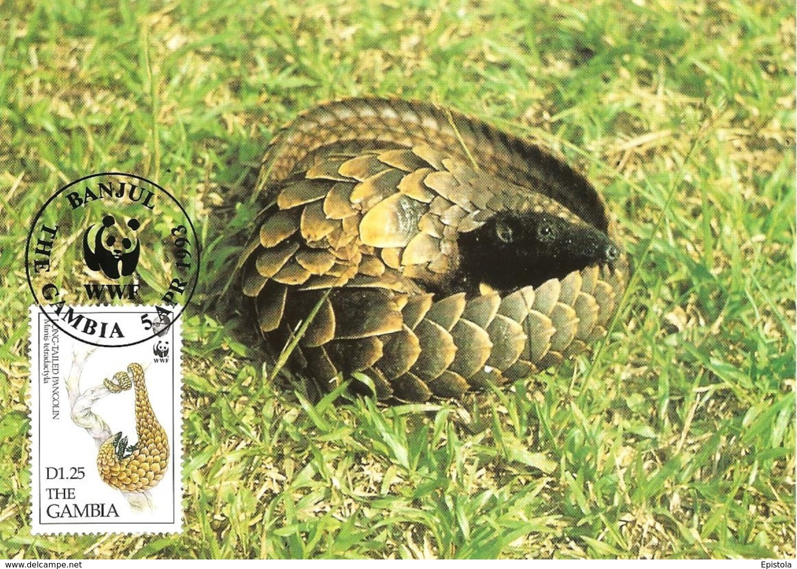 1993 - GAMBIA Banjul - Pangolin Long Tailed - Gambie